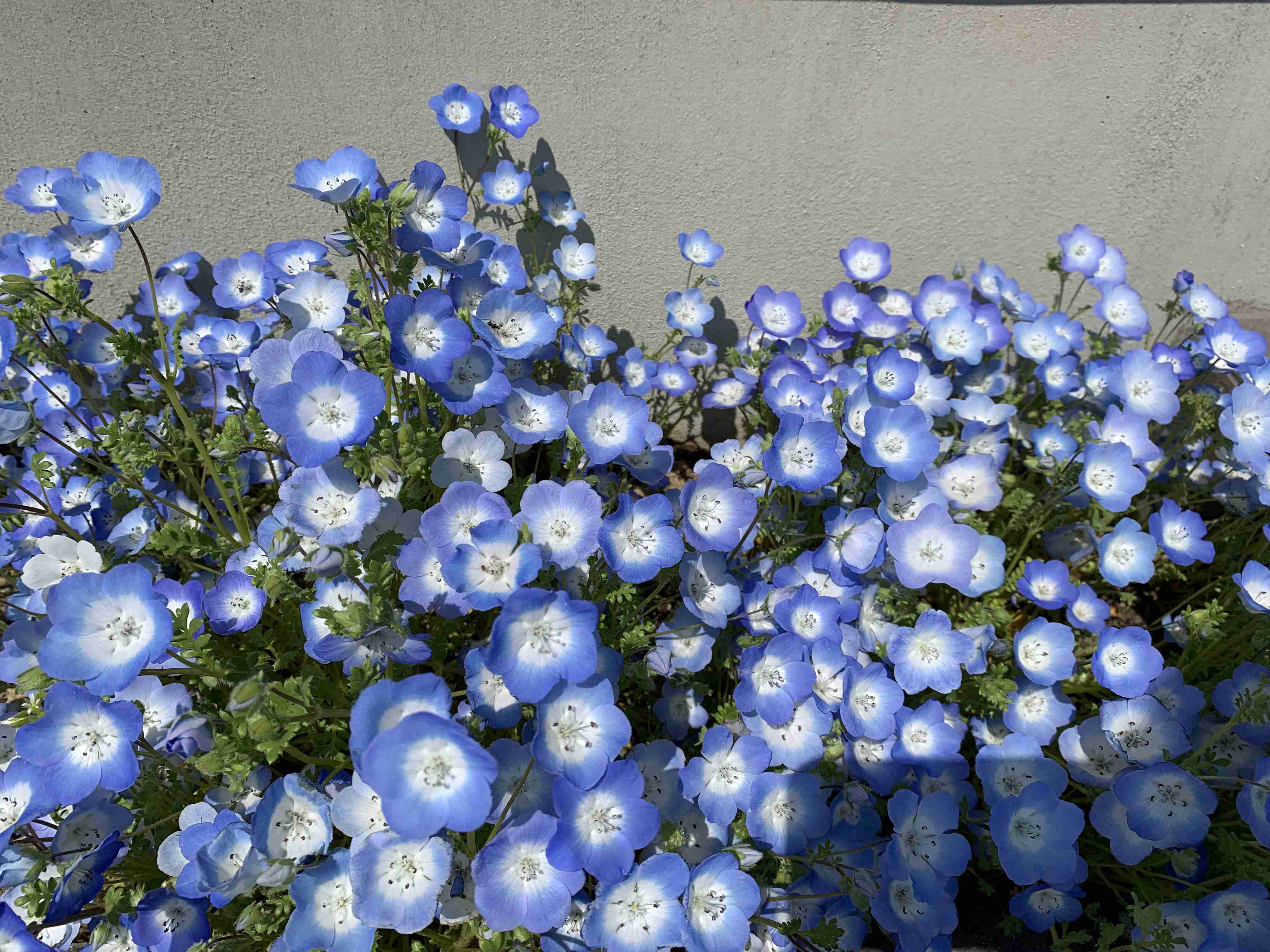 『今日こんな花が咲いてたよ』って報告するトピ🌼