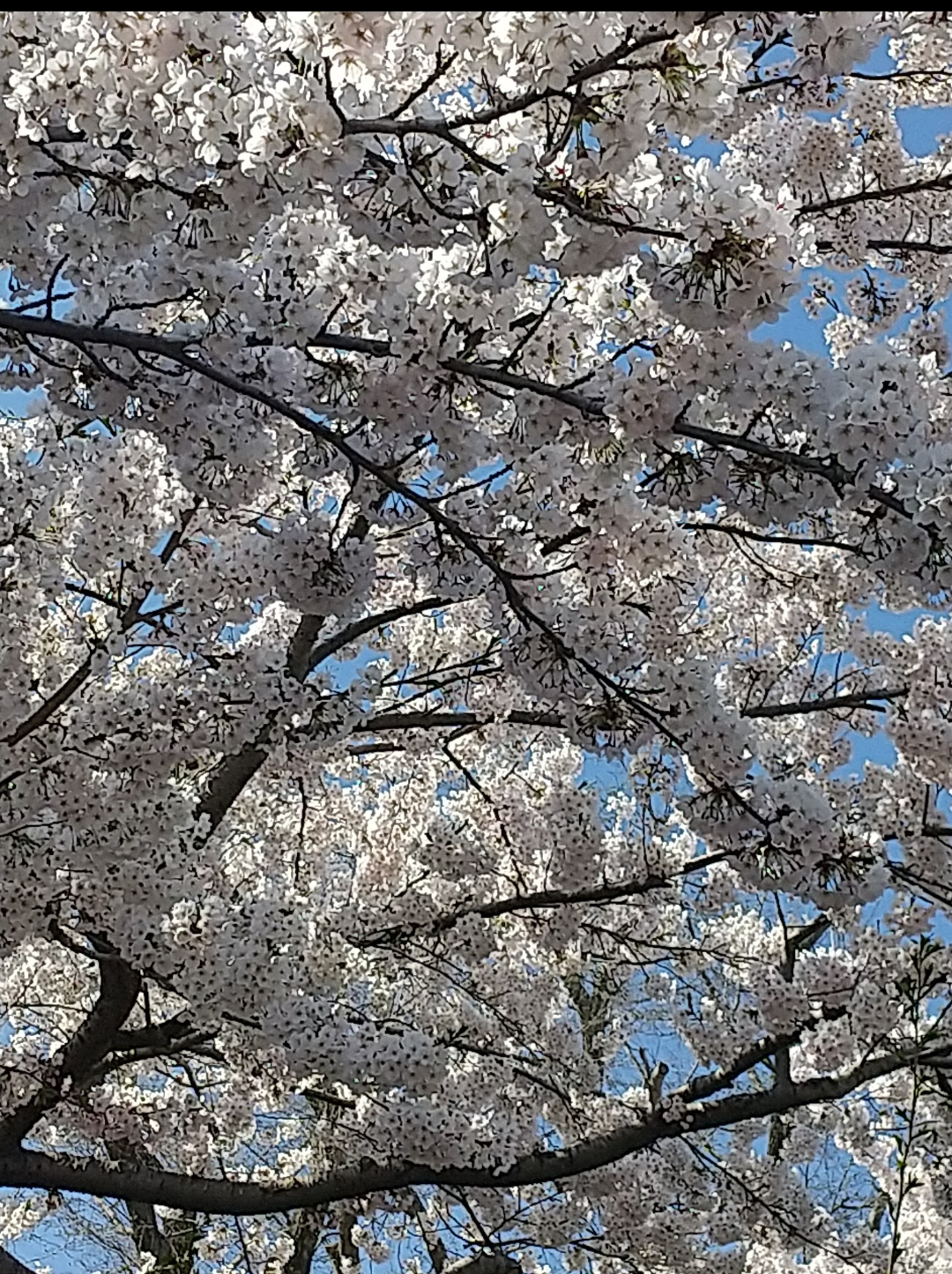 『今日こんな花が咲いてたよ』って報告するトピ🌼