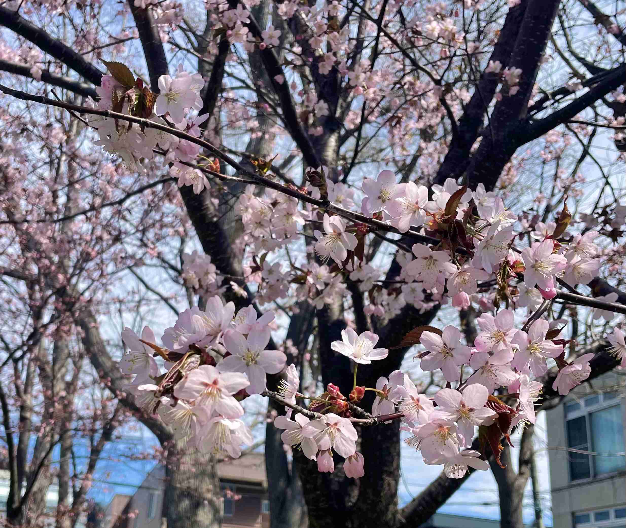 『今日こんな花が咲いてたよ』って報告するトピ🌼