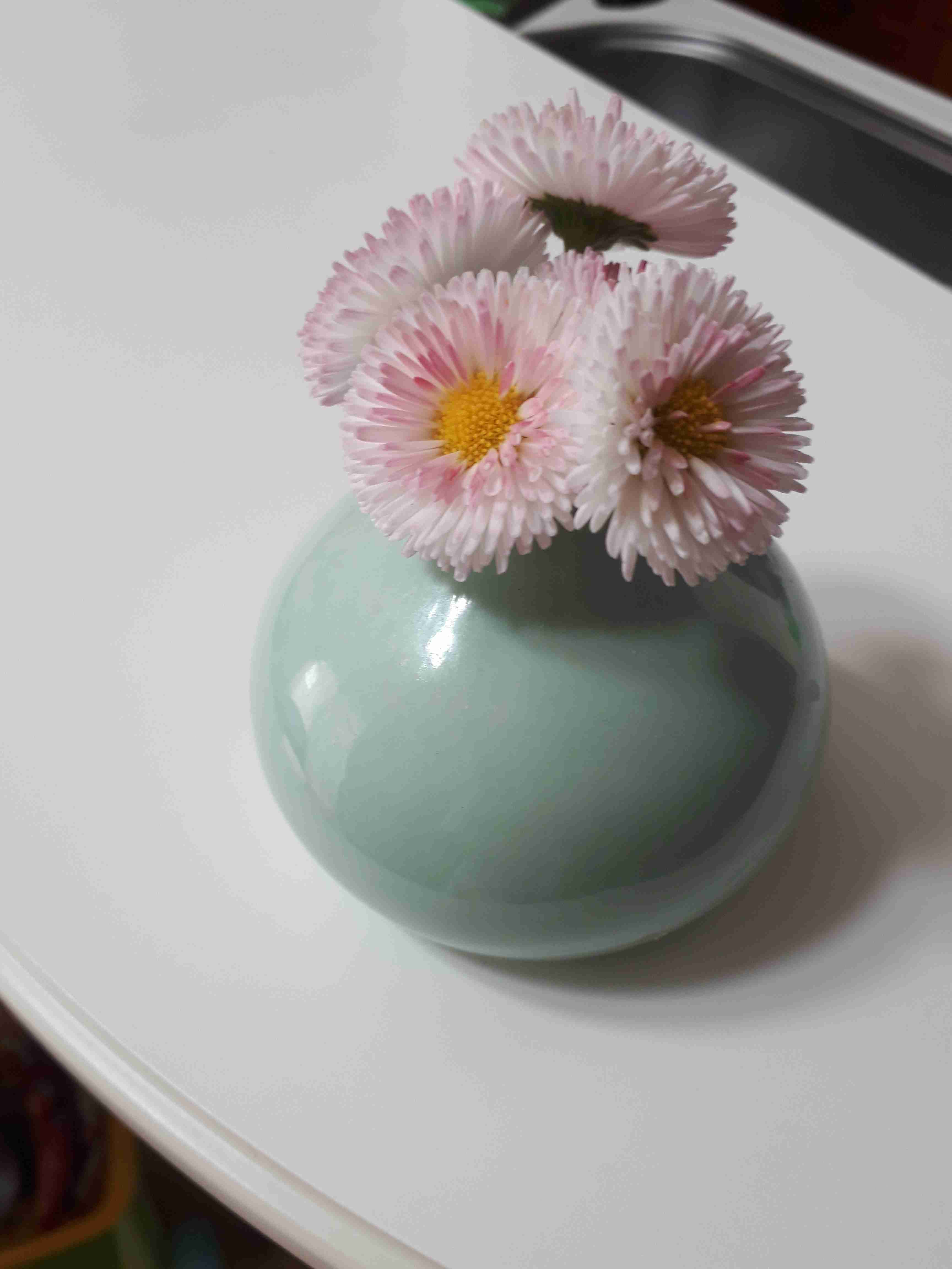 『今日こんな花が咲いてたよ』って報告するトピ🌼
