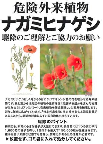 『今日こんな花が咲いてたよ』って報告するトピ🌼
