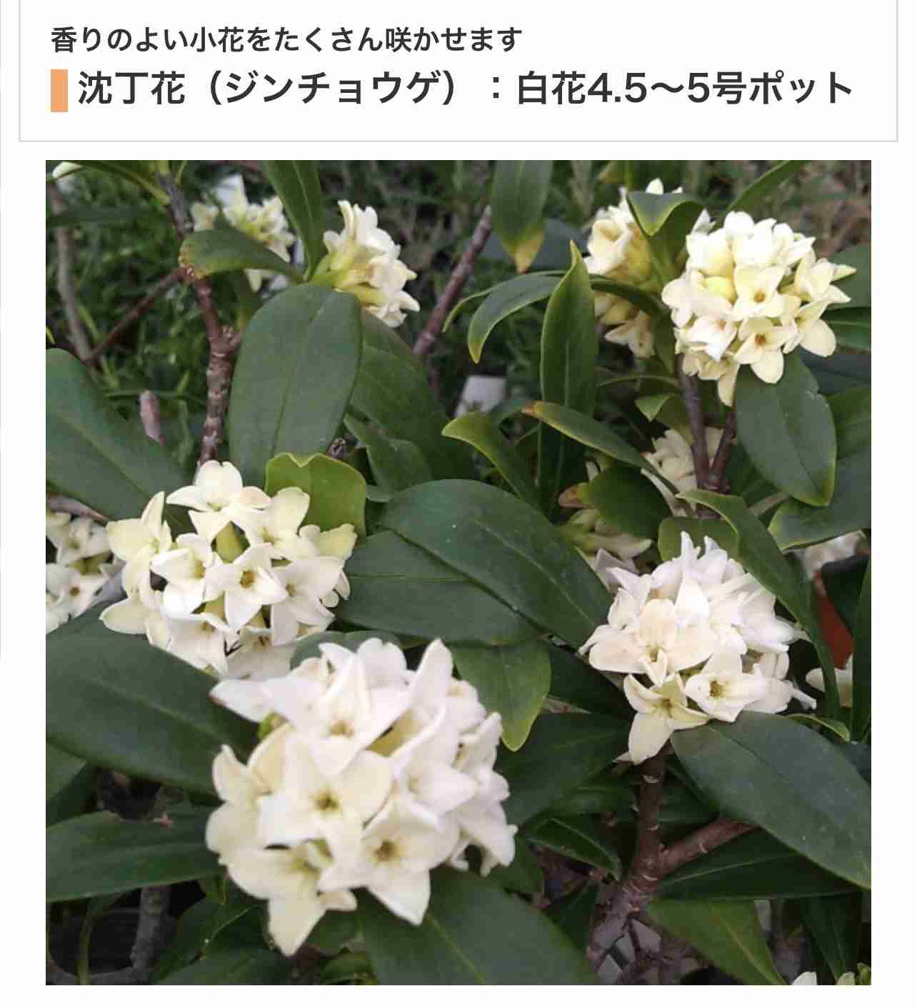 『今日こんな花が咲いてたよ』って報告するトピ🌼