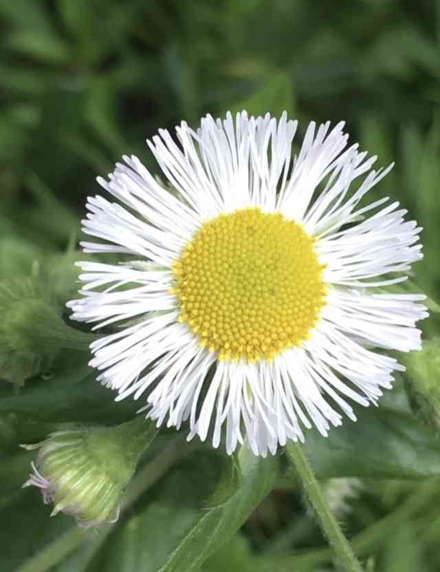 『今日こんな花が咲いてたよ』って報告するトピ🌼