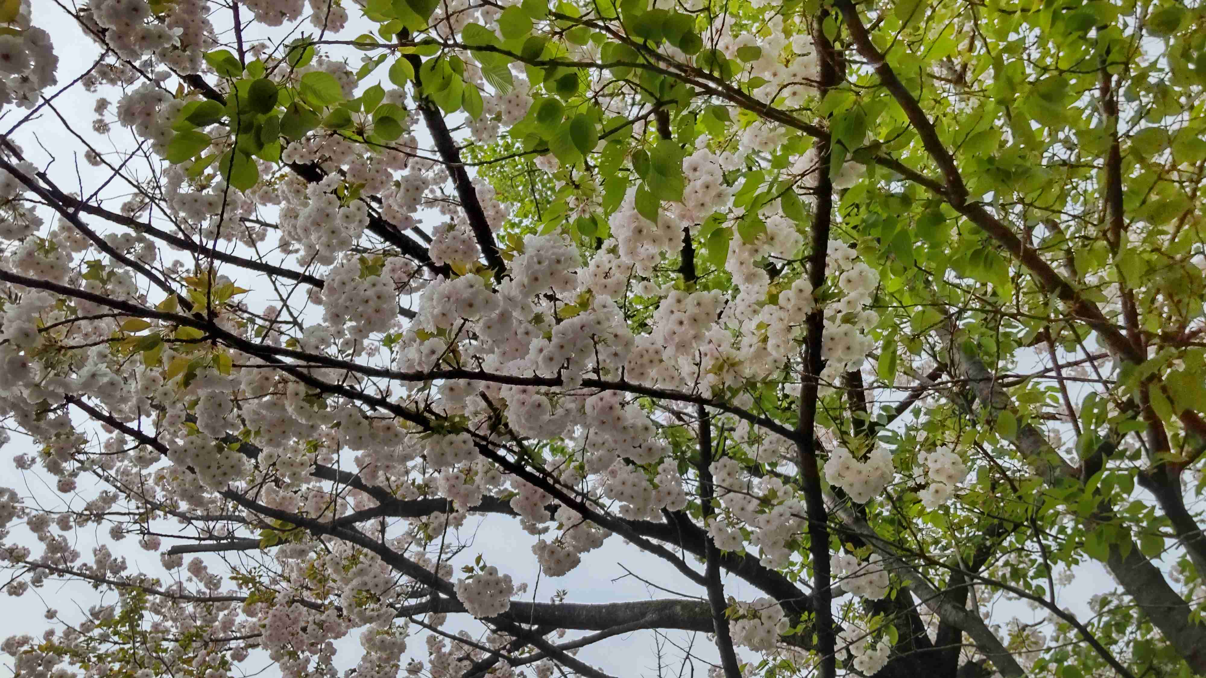 『今日こんな花が咲いてたよ』って報告するトピ🌼