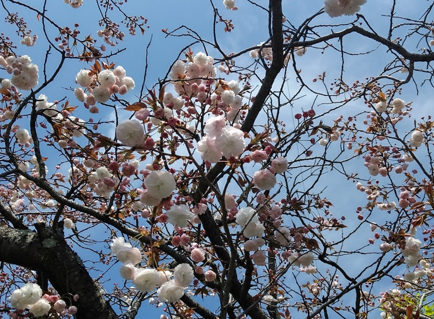 『今日こんな花が咲いてたよ』って報告するトピ🌼