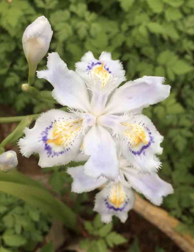 『今日こんな花が咲いてたよ』って報告するトピ🌼