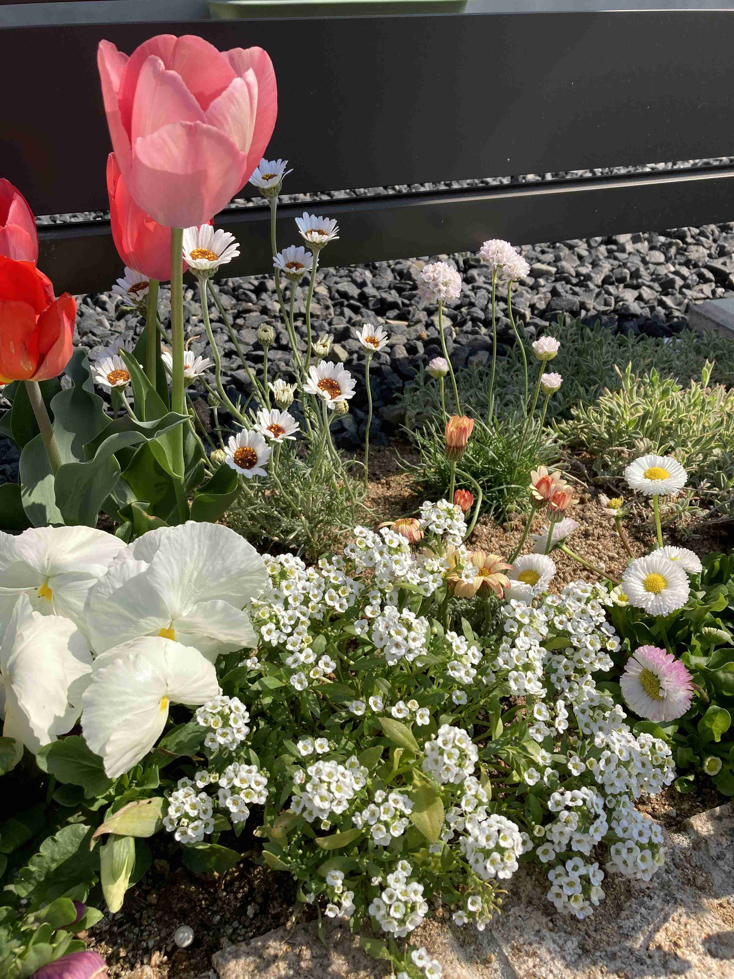 『今日こんな花が咲いてたよ』って報告するトピ🌼
