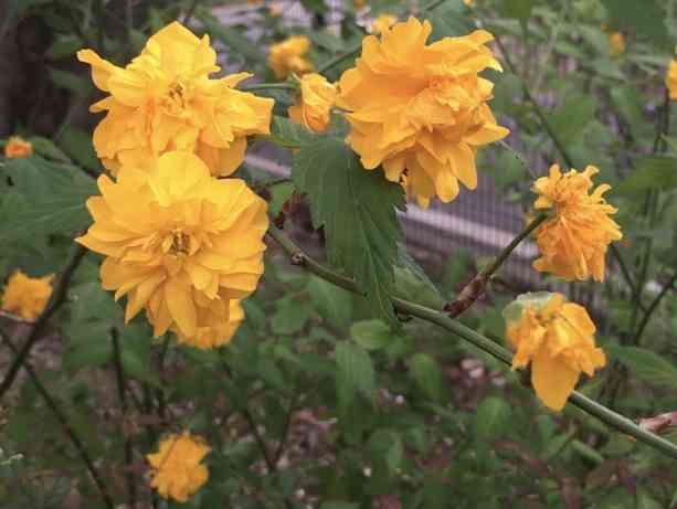 『今日こんな花が咲いてたよ』って報告するトピ🌼