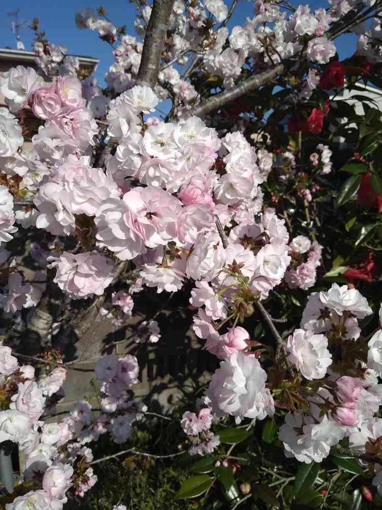 『今日こんな花が咲いてたよ』って報告するトピ🌼
