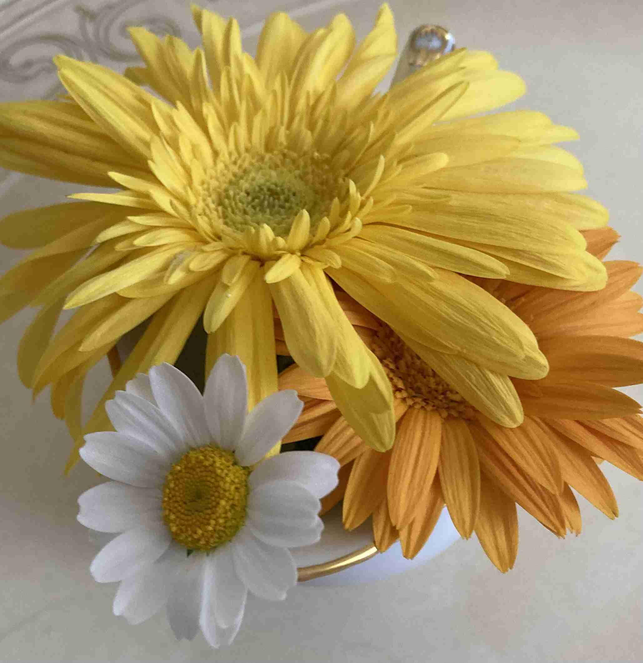 『今日こんな花が咲いてたよ』って報告するトピ🌼