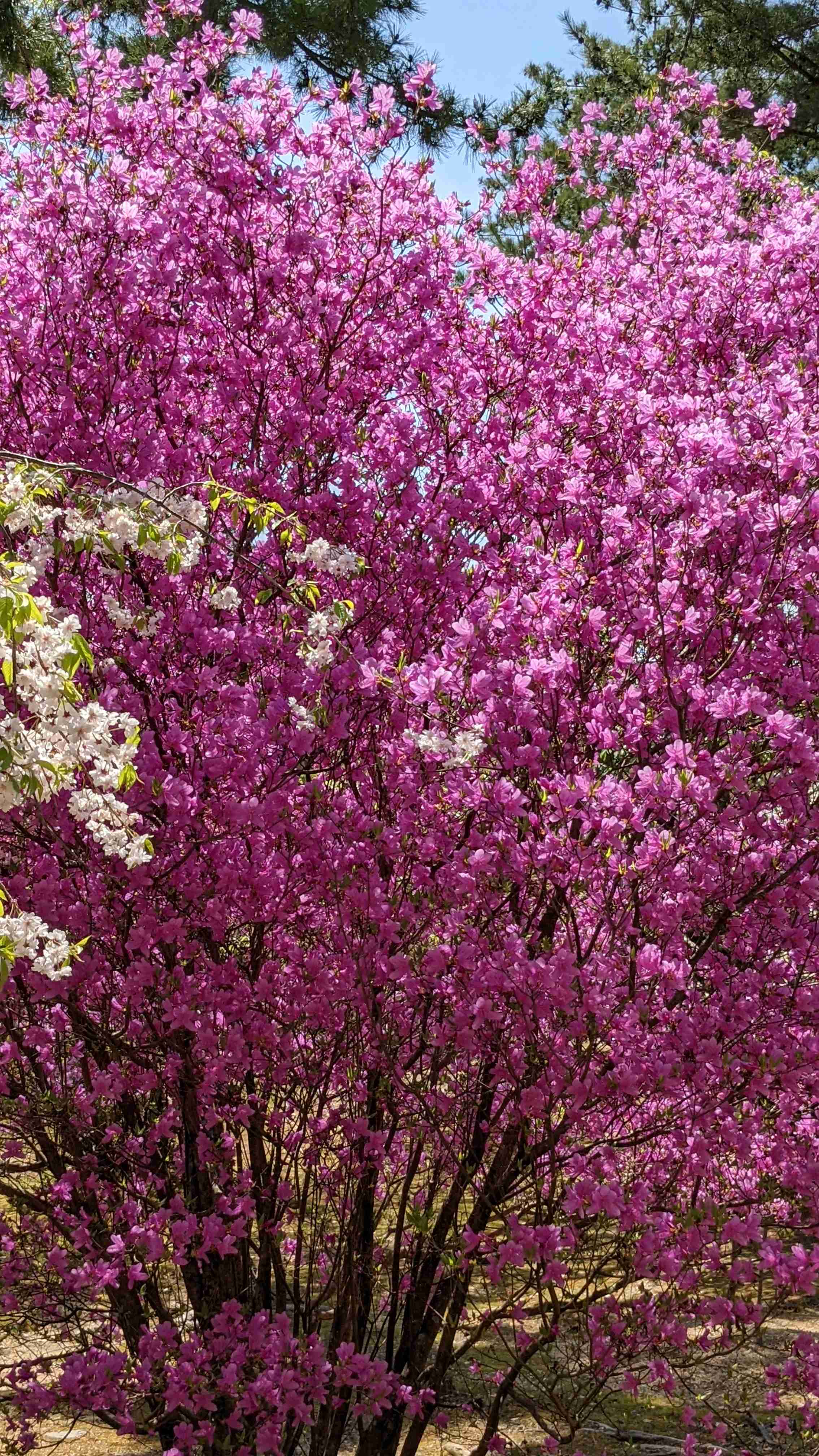 『今日こんな花が咲いてたよ』って報告するトピ🌼