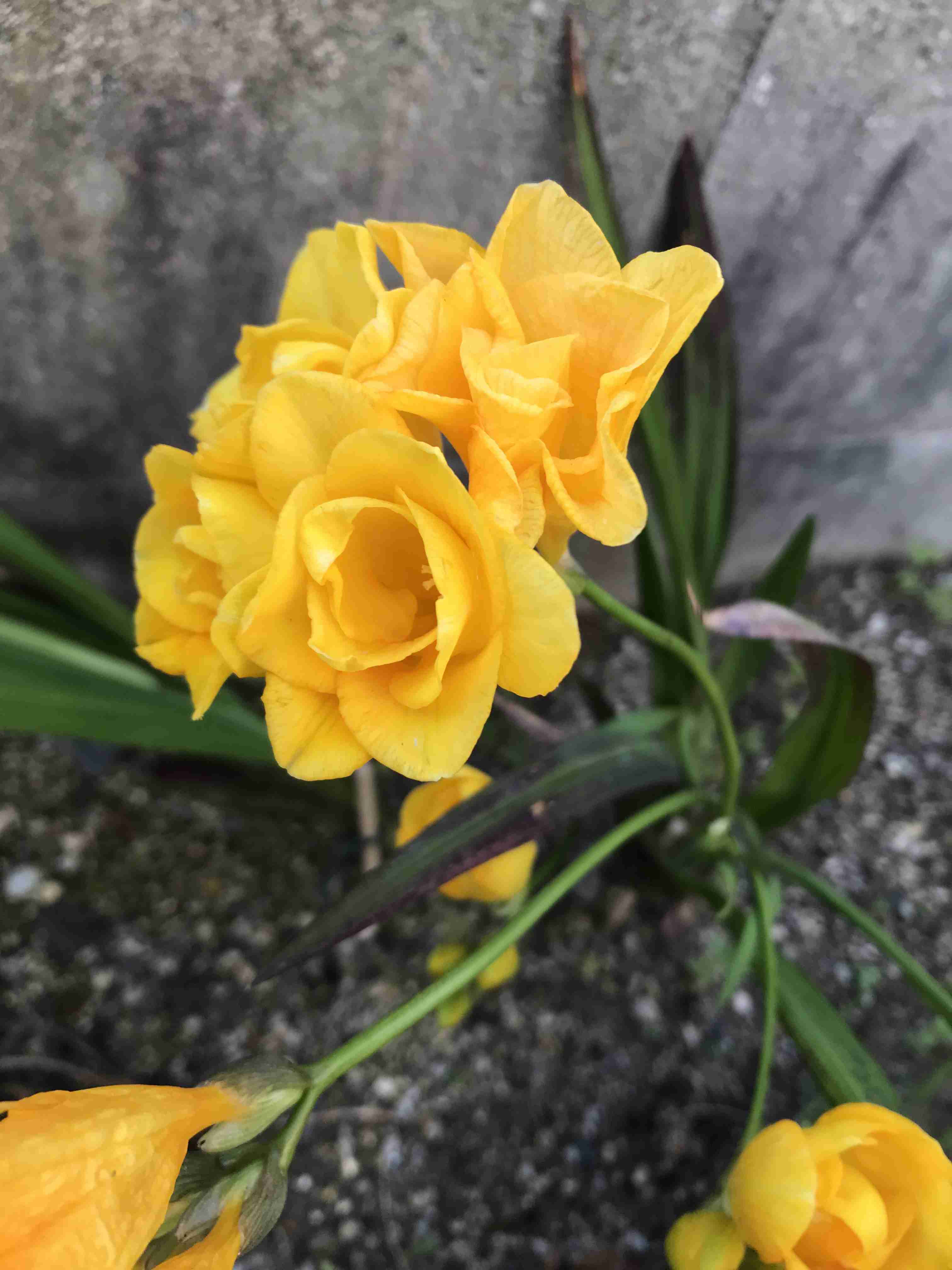 『今日こんな花が咲いてたよ』って報告するトピ🌼