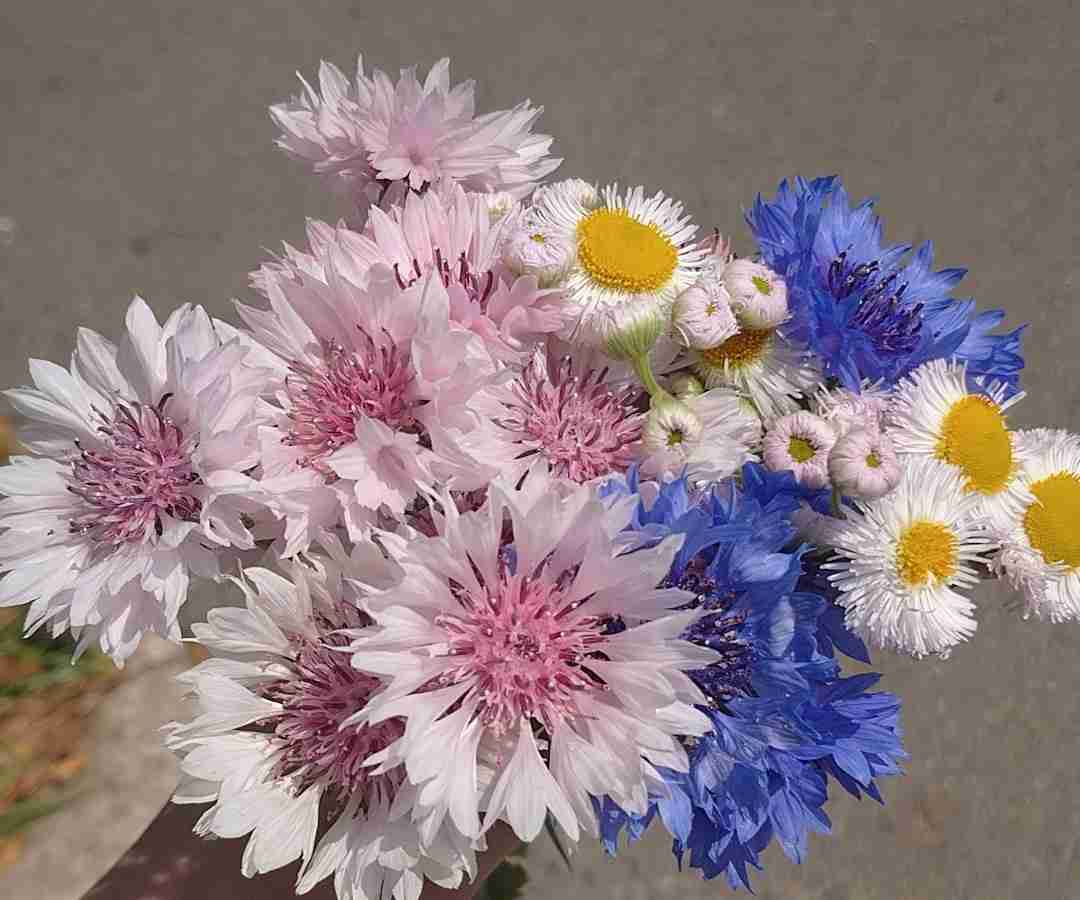 『今日こんな花が咲いてたよ』って報告するトピ🌼