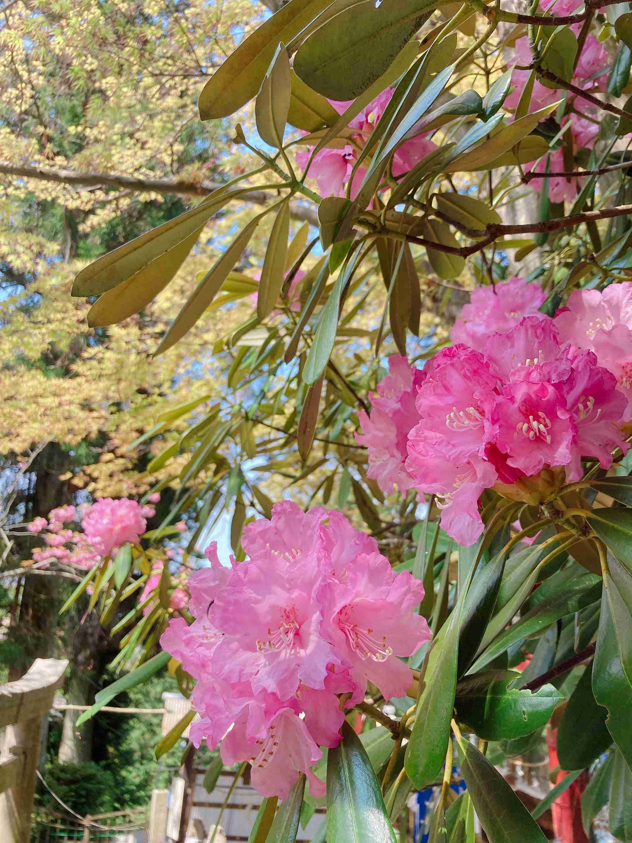 『今日こんな花が咲いてたよ』って報告するトピ🌼
