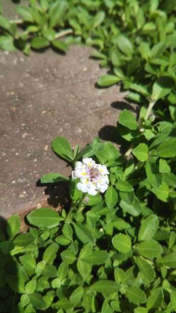 『今日こんな花が咲いてたよ』って報告するトピ🌼