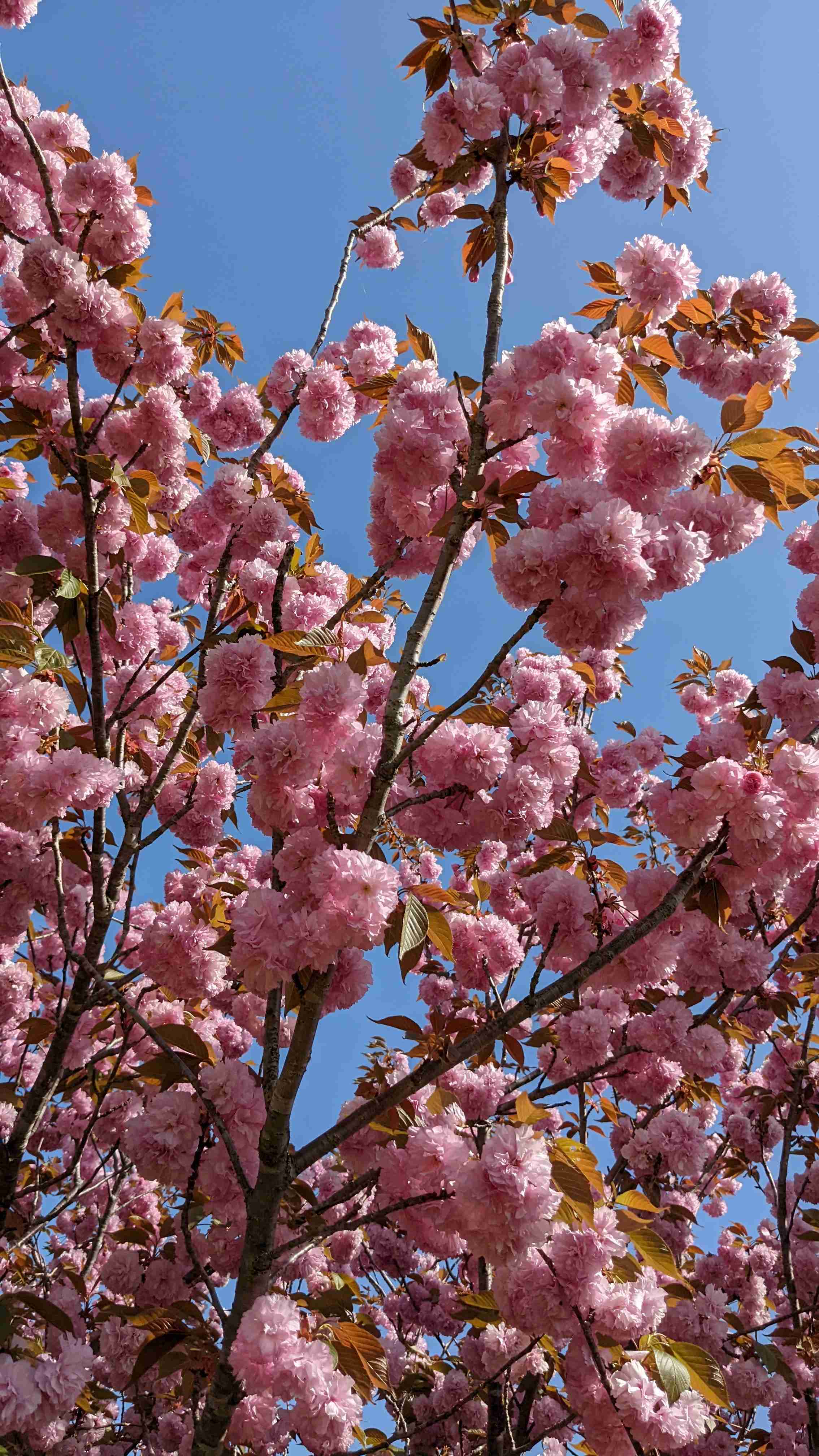 『今日こんな花が咲いてたよ』って報告するトピ🌼
