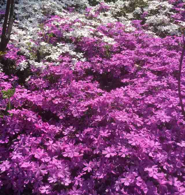 『今日こんな花が咲いてたよ』って報告するトピ🌼