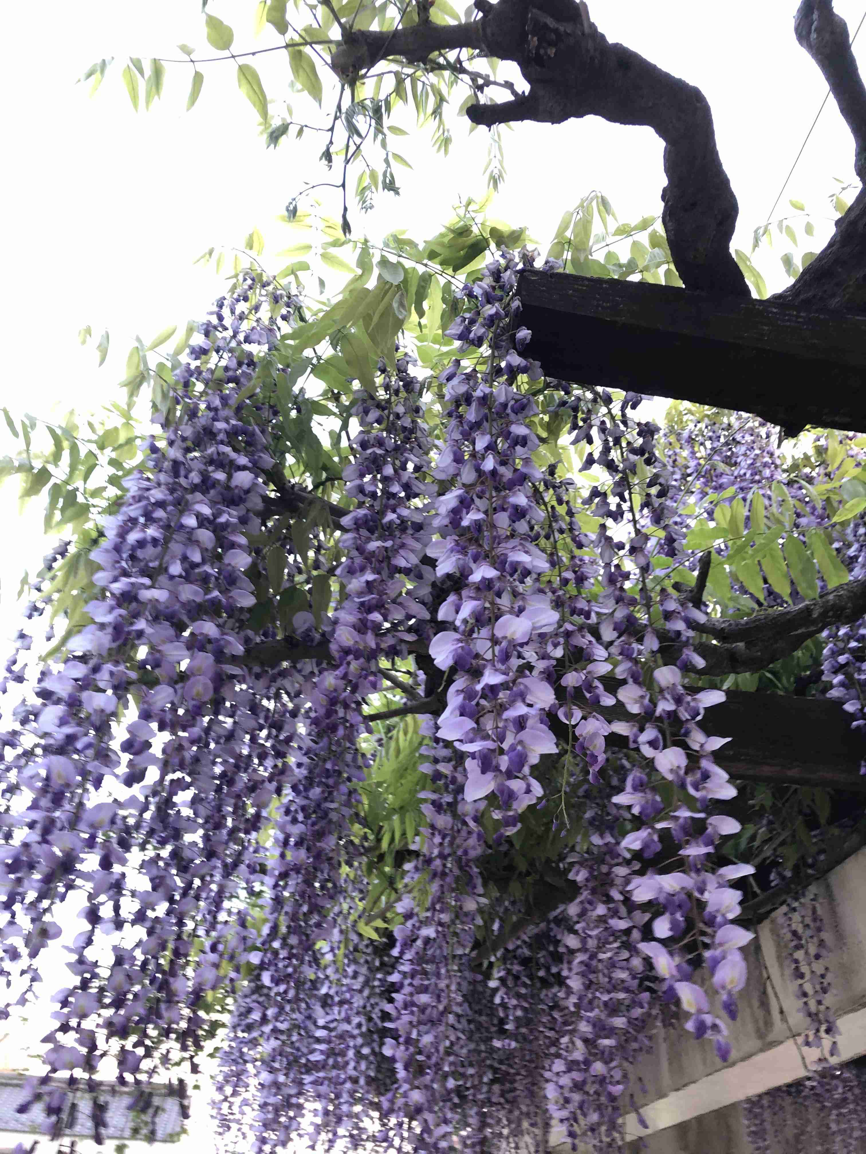 『今日こんな花が咲いてたよ』って報告するトピ🌼