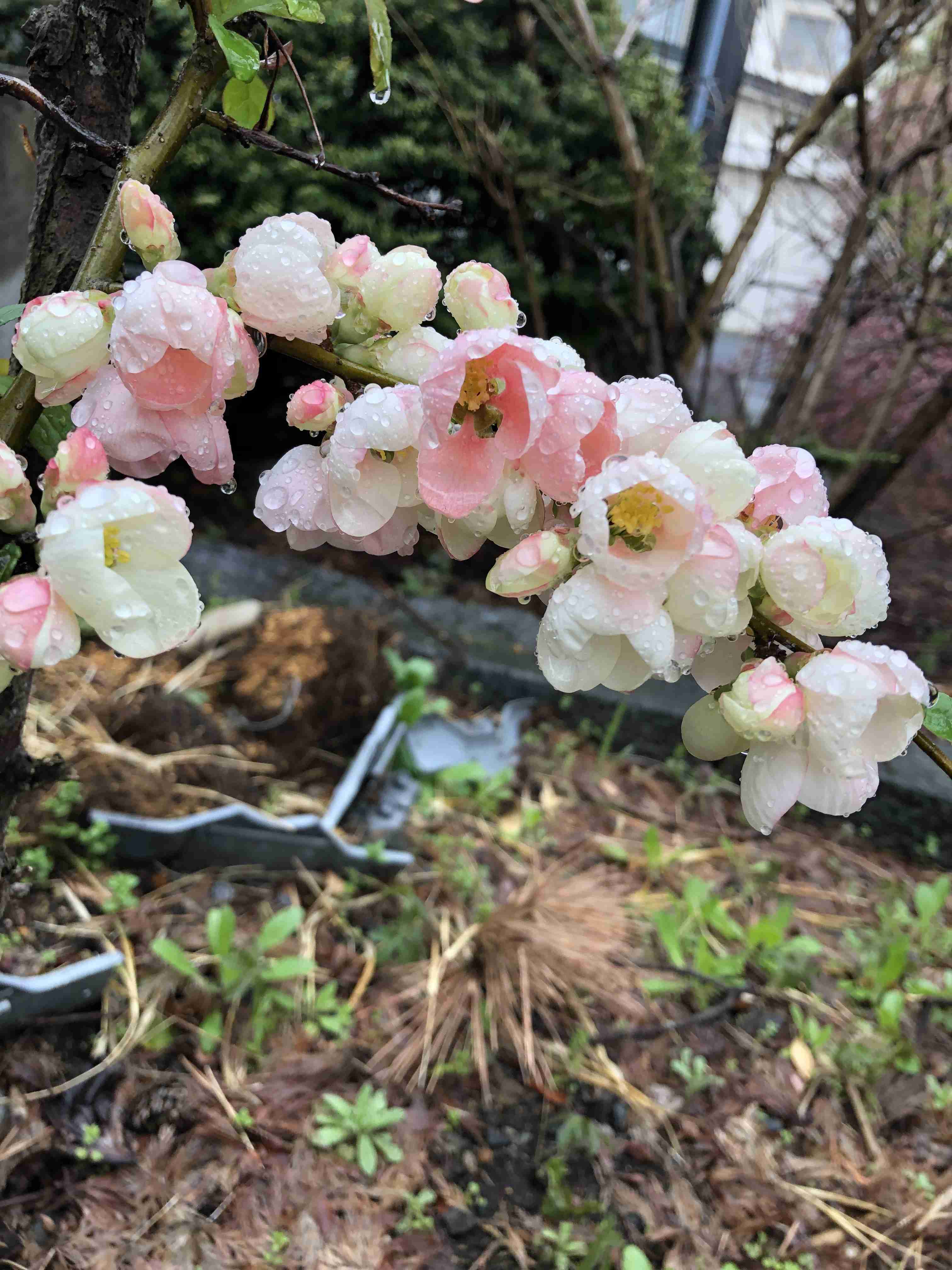 『今日こんな花が咲いてたよ』って報告するトピ🌼