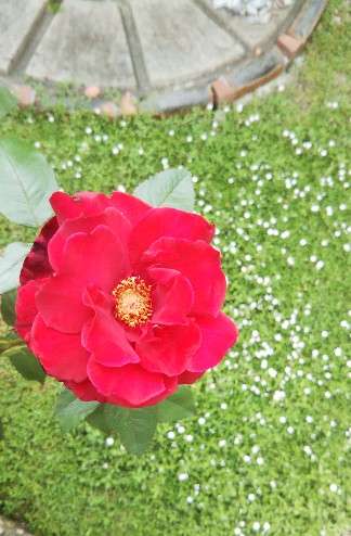 『今日こんな花が咲いてたよ』って報告するトピ🌼