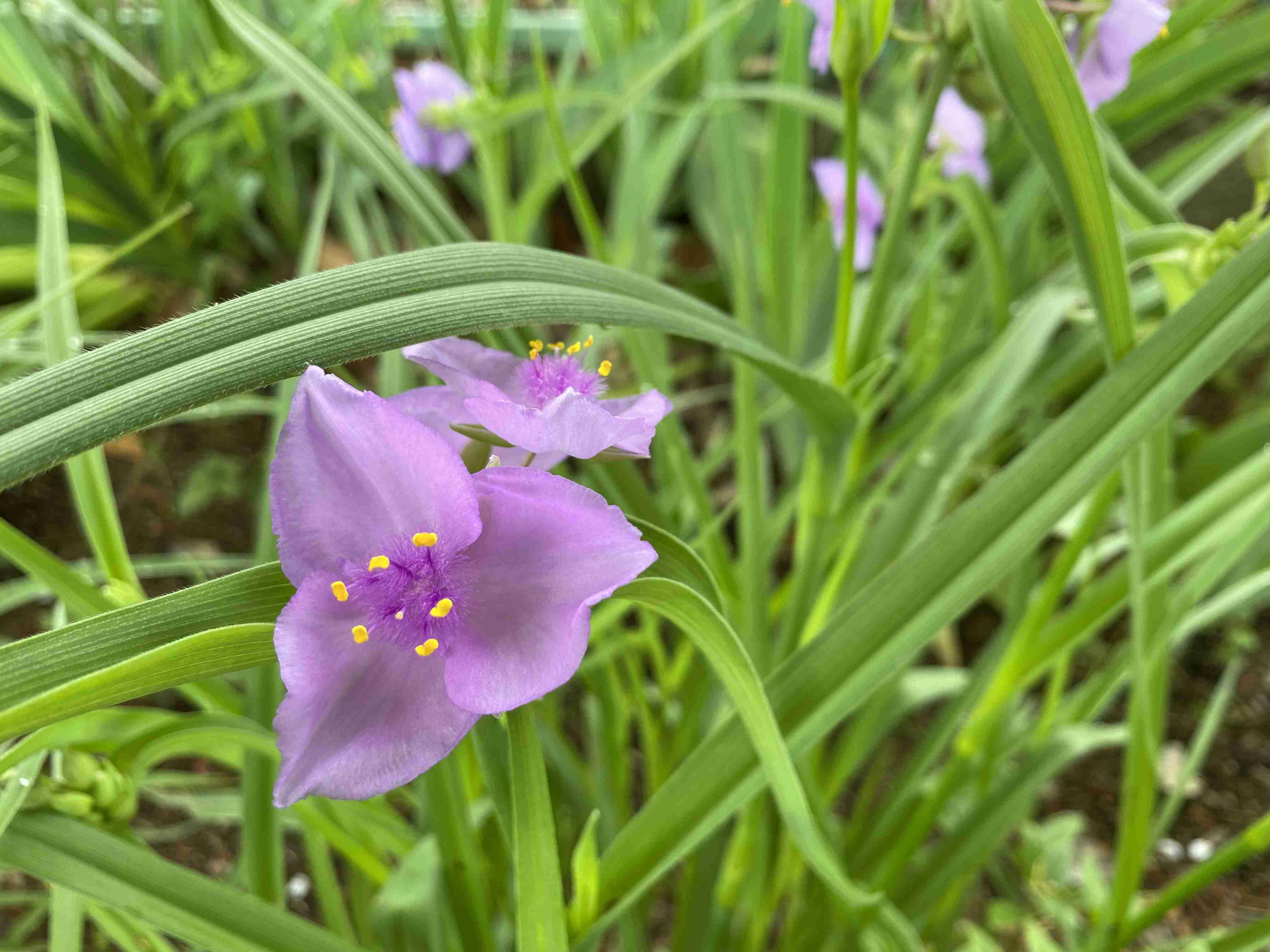 『今日こんな花が咲いてたよ』って報告するトピ🌼