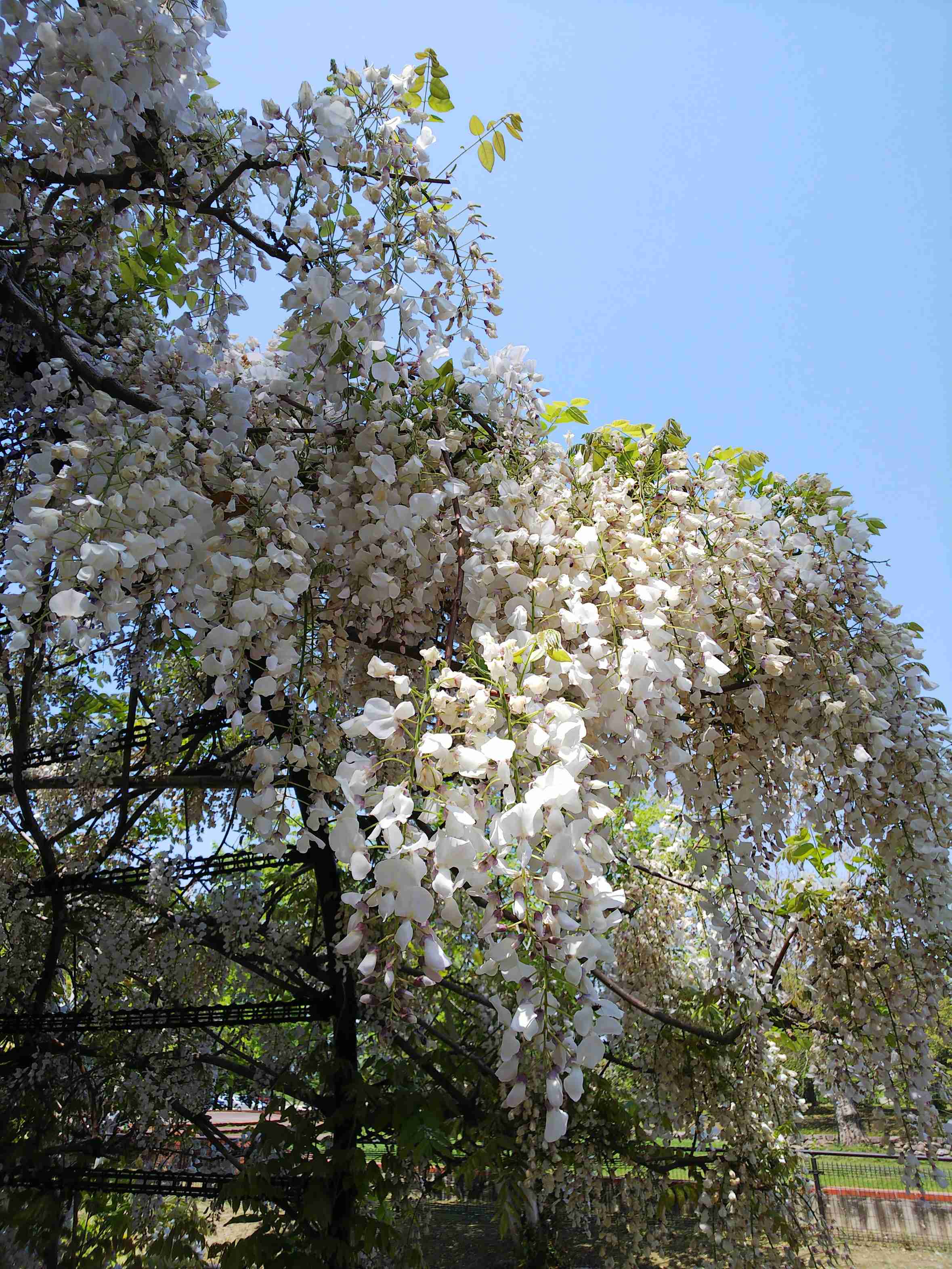 『今日こんな花が咲いてたよ』って報告するトピ🌼