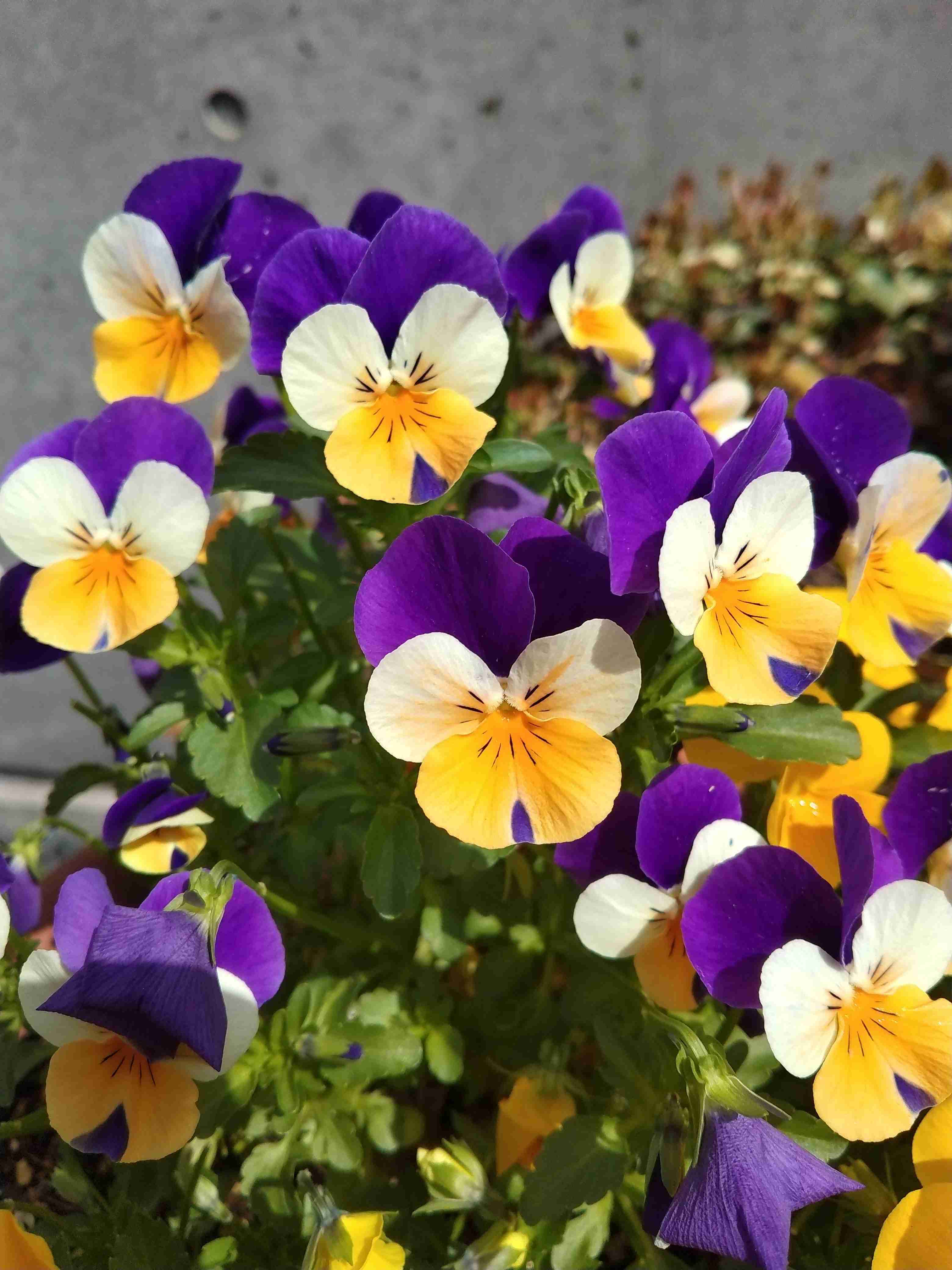 『今日こんな花が咲いてたよ』って報告するトピ🌼