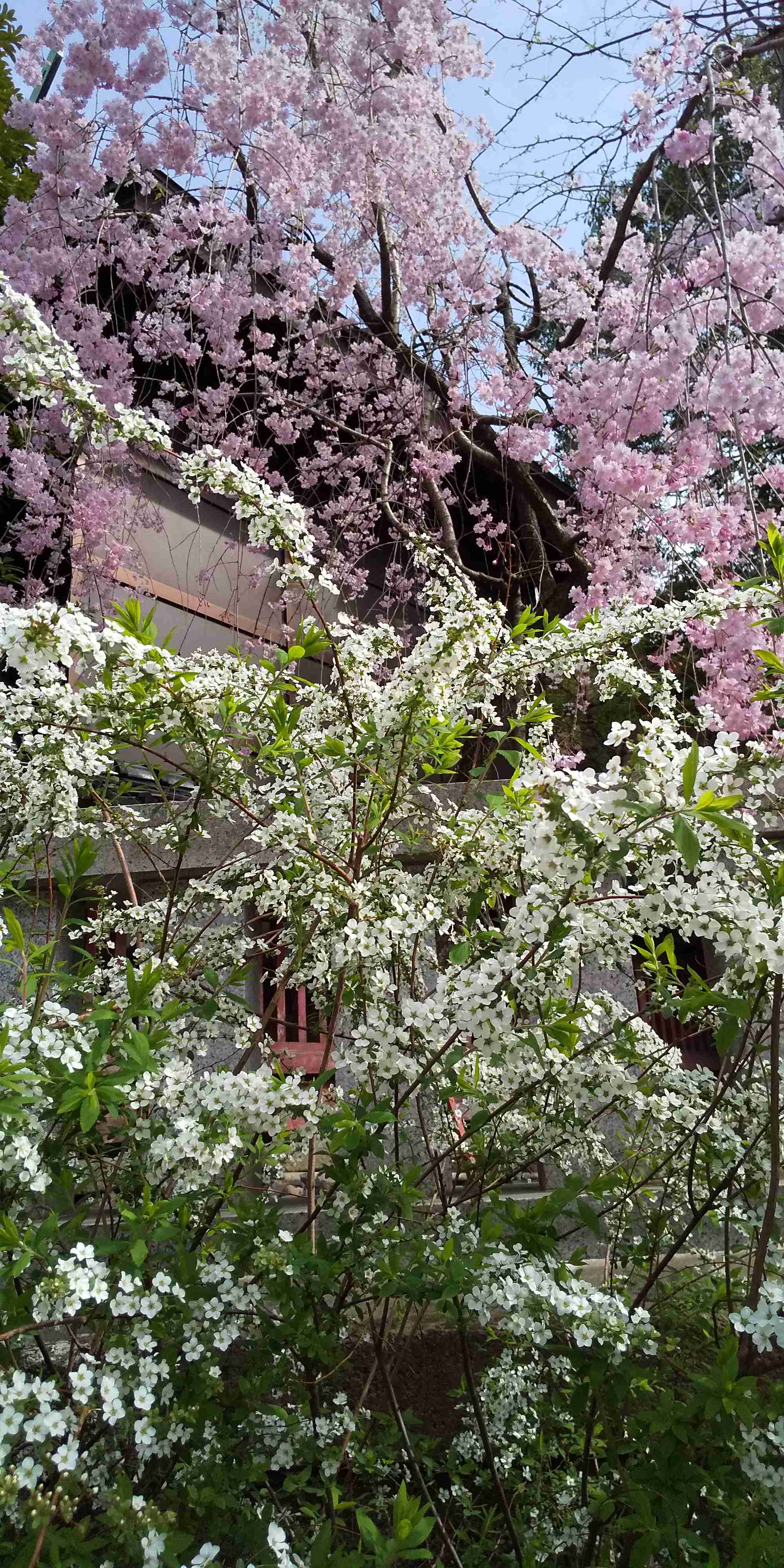 『今日こんな花が咲いてたよ』って報告するトピ🌼