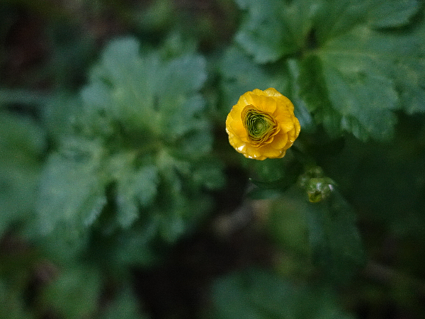 『今日こんな花が咲いてたよ』って報告するトピ🌼