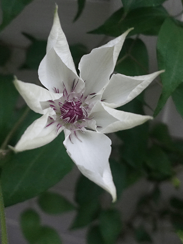 『今日こんな花が咲いてたよ』って報告するトピ🌼