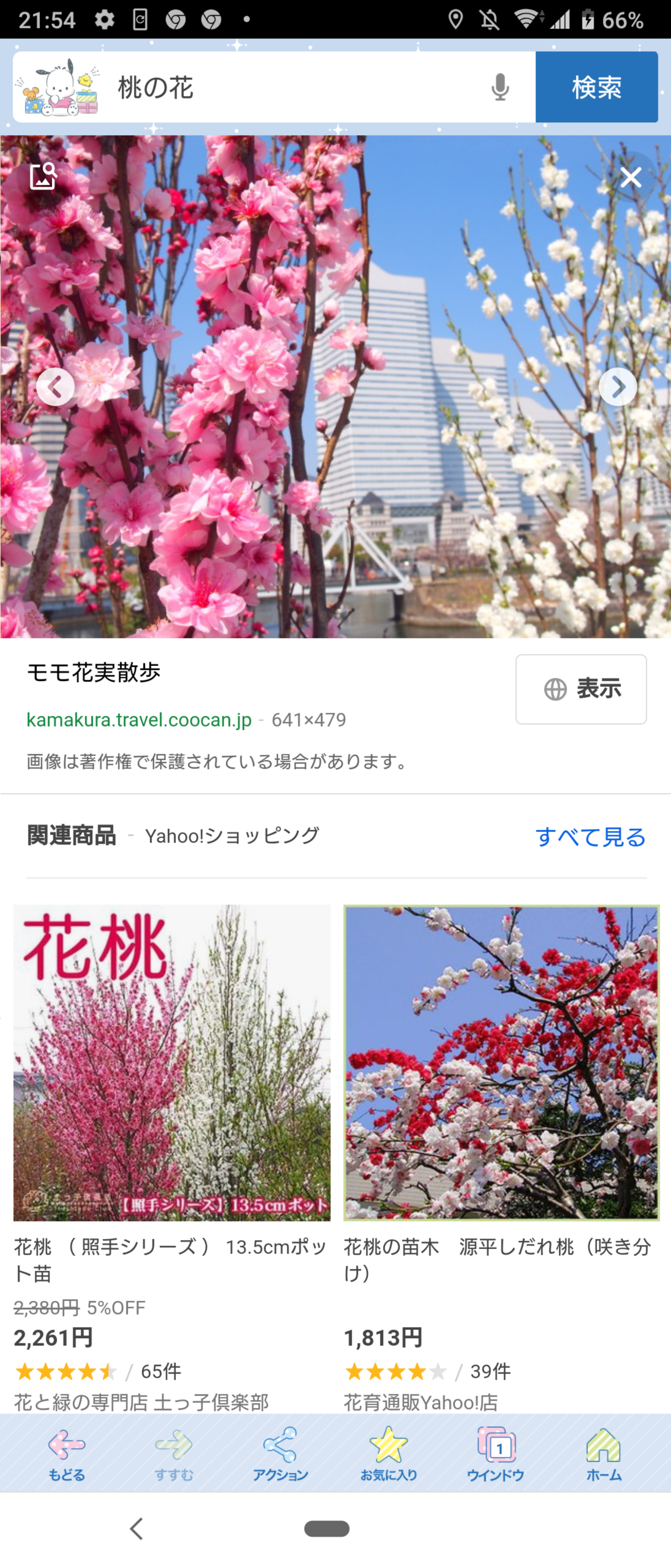 『今日こんな花が咲いてたよ』って報告するトピ🌼