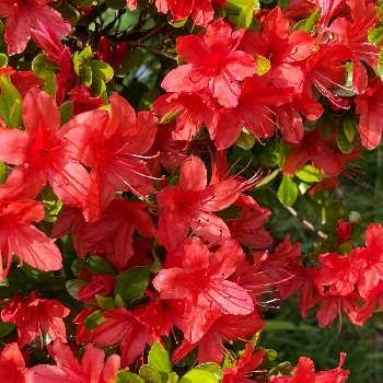 『今日こんな花が咲いてたよ』って報告するトピ🌼