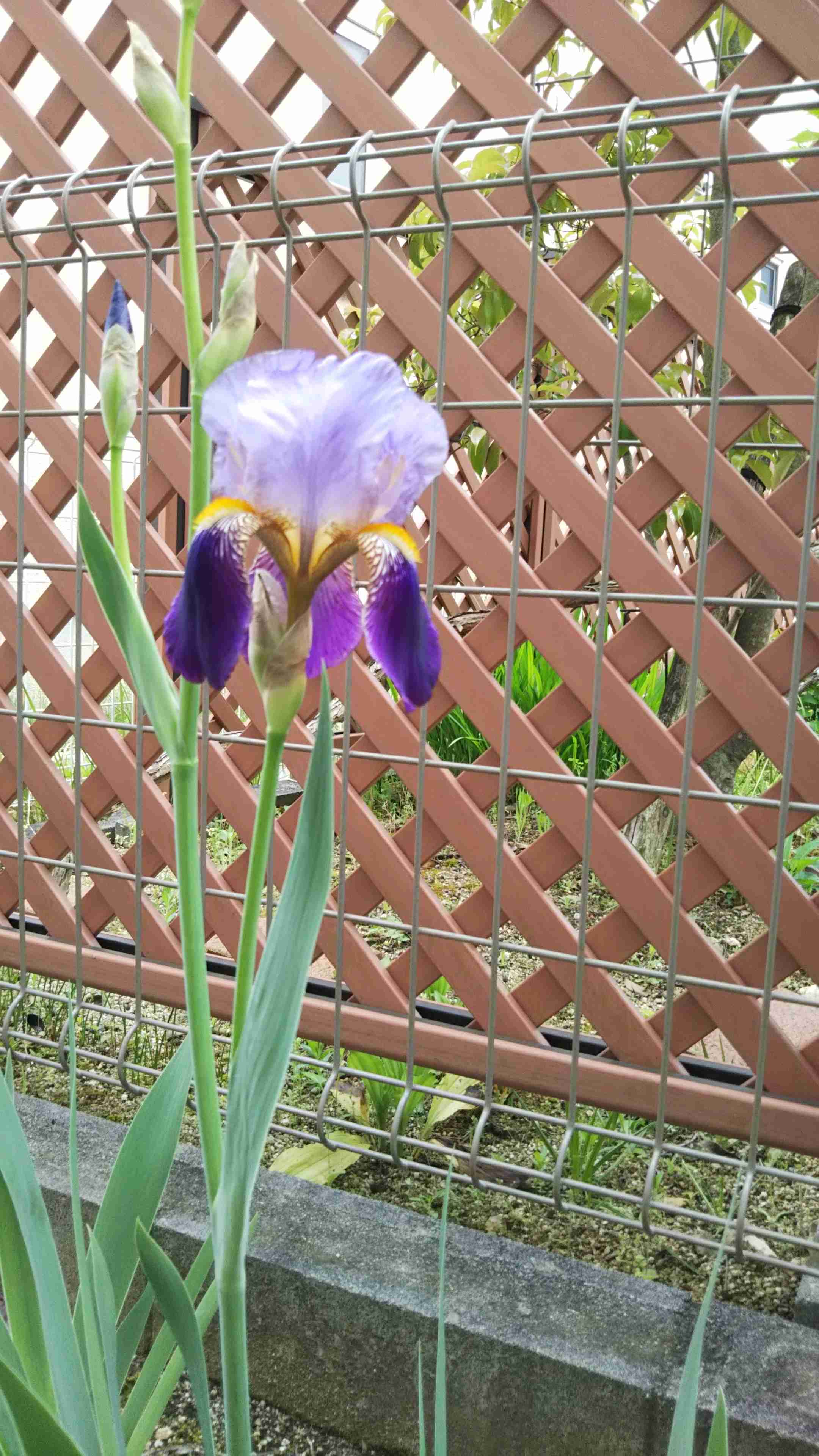 『今日こんな花が咲いてたよ』って報告するトピ🌼