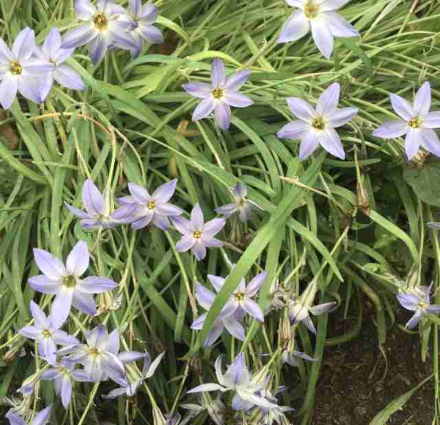 『今日こんな花が咲いてたよ』って報告するトピ🌼