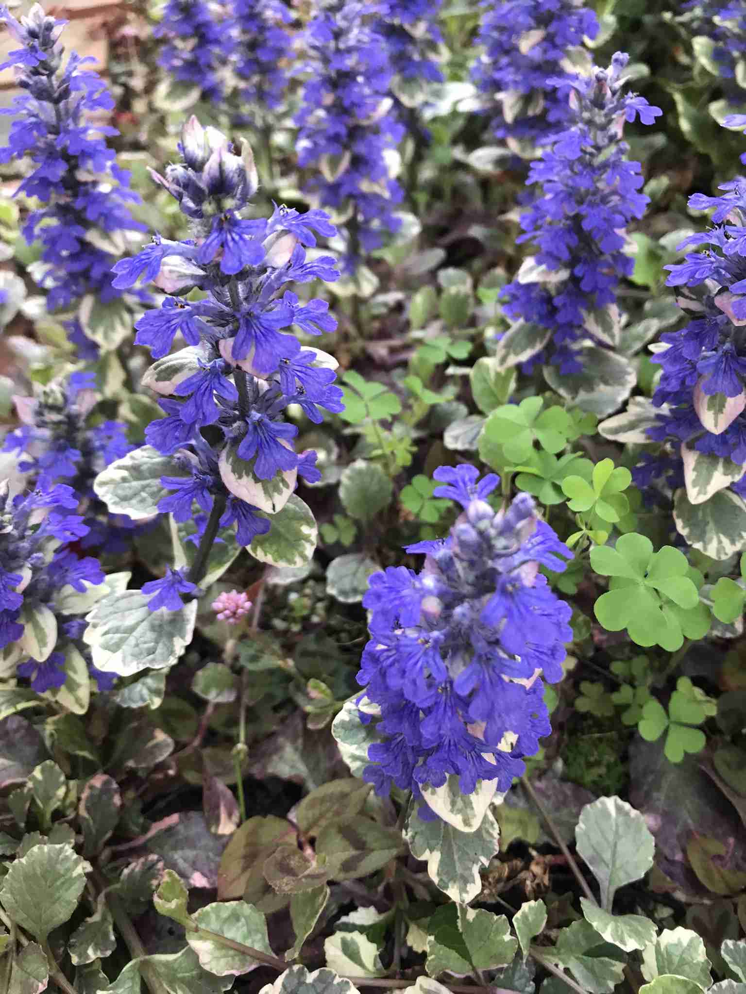 『今日こんな花が咲いてたよ』って報告するトピ🌼