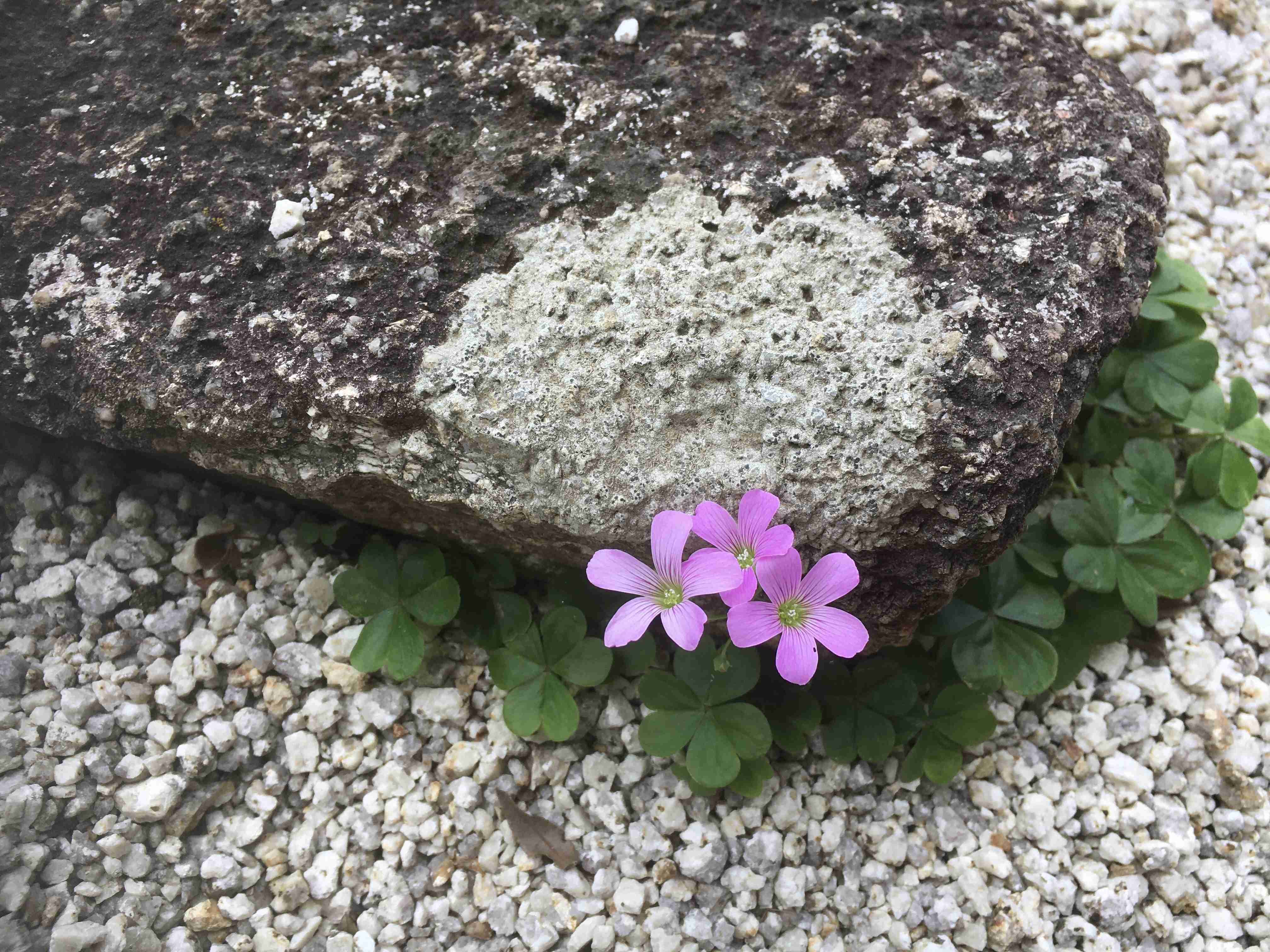 『今日こんな花が咲いてたよ』って報告するトピ🌼