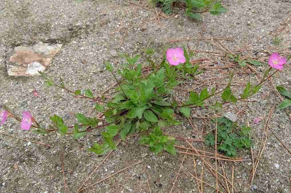 『今日こんな花が咲いてたよ』って報告するトピ🌼