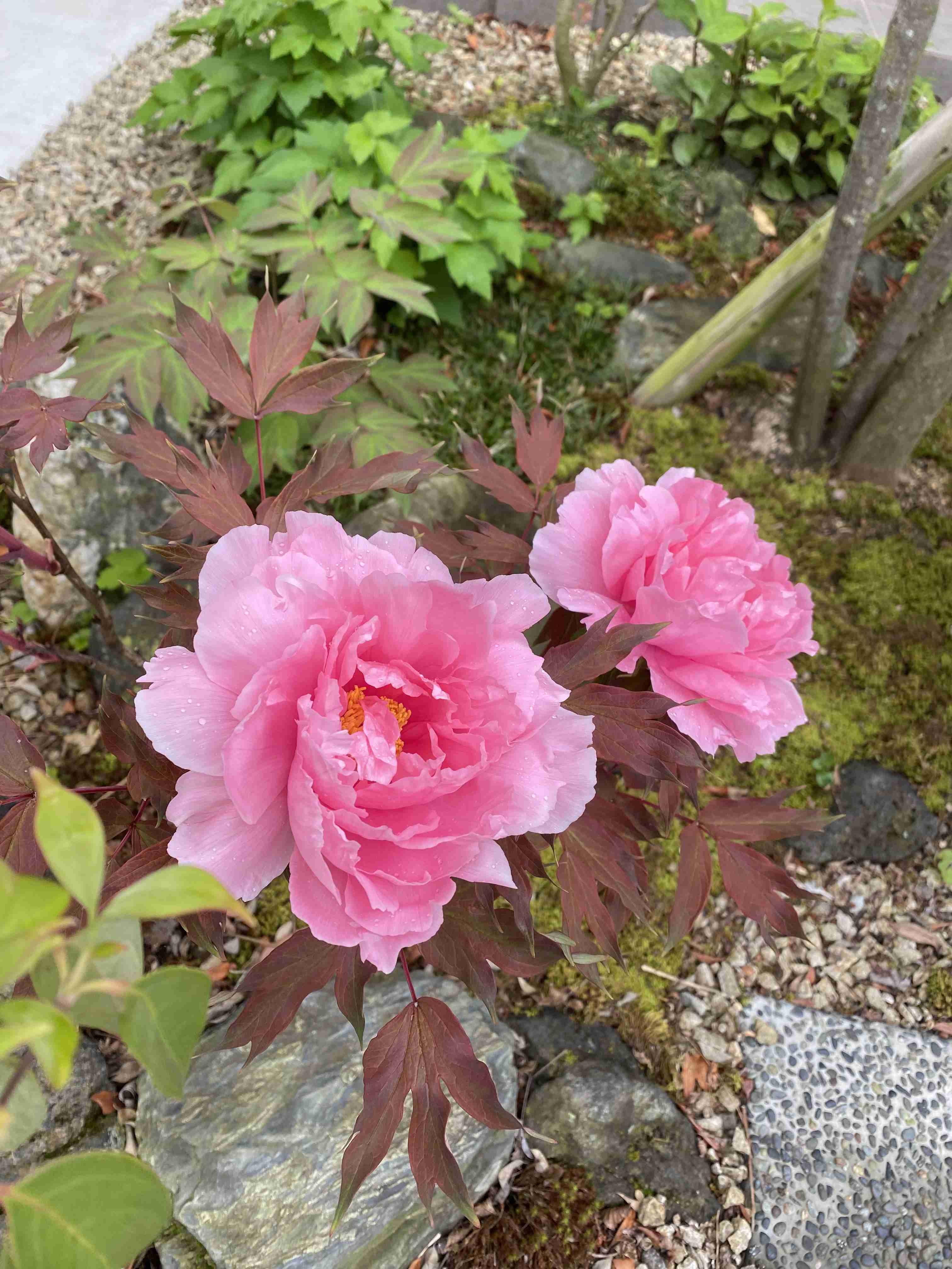 『今日こんな花が咲いてたよ』って報告するトピ🌼