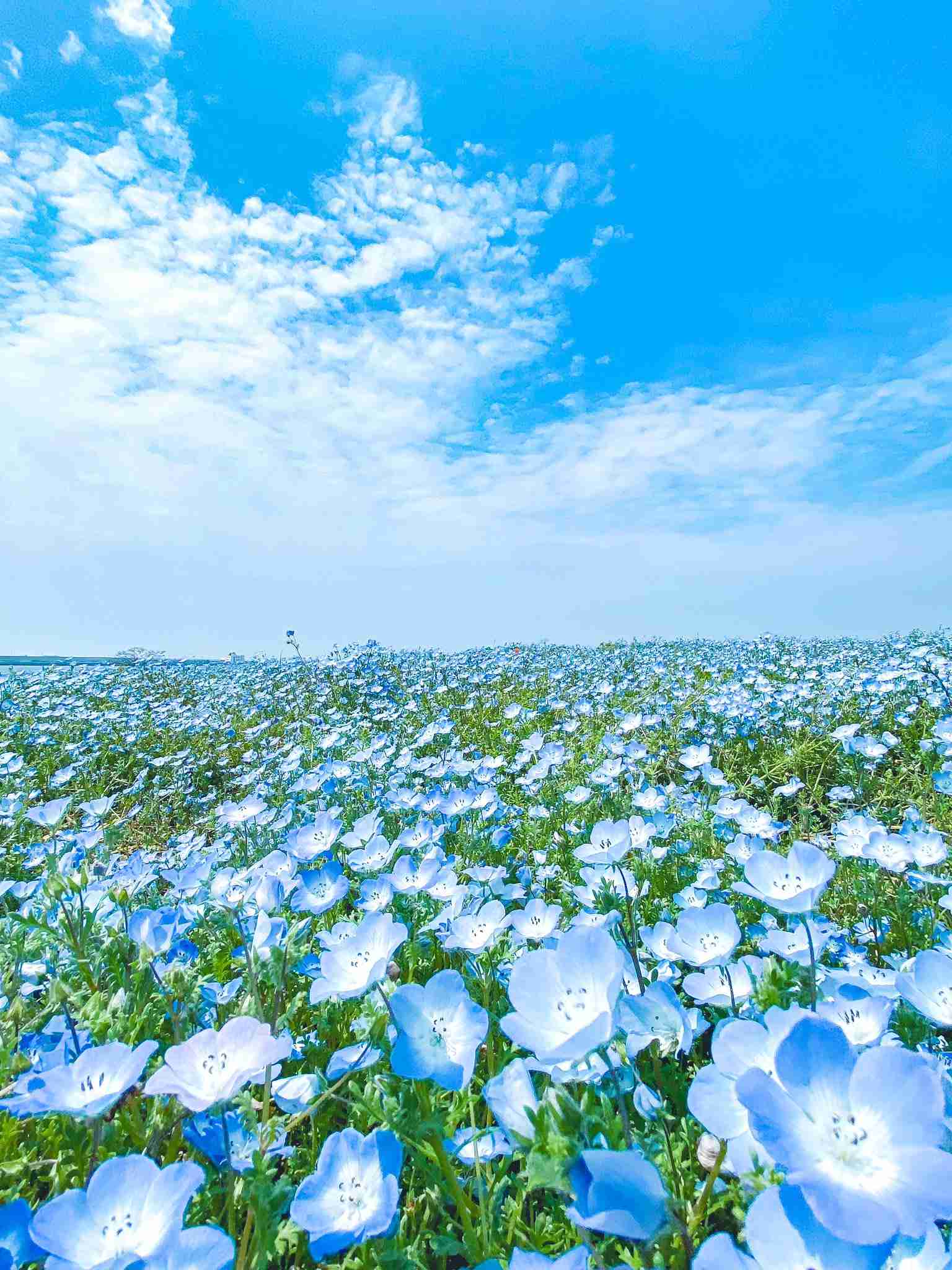 『今日こんな花が咲いてたよ』って報告するトピ🌼