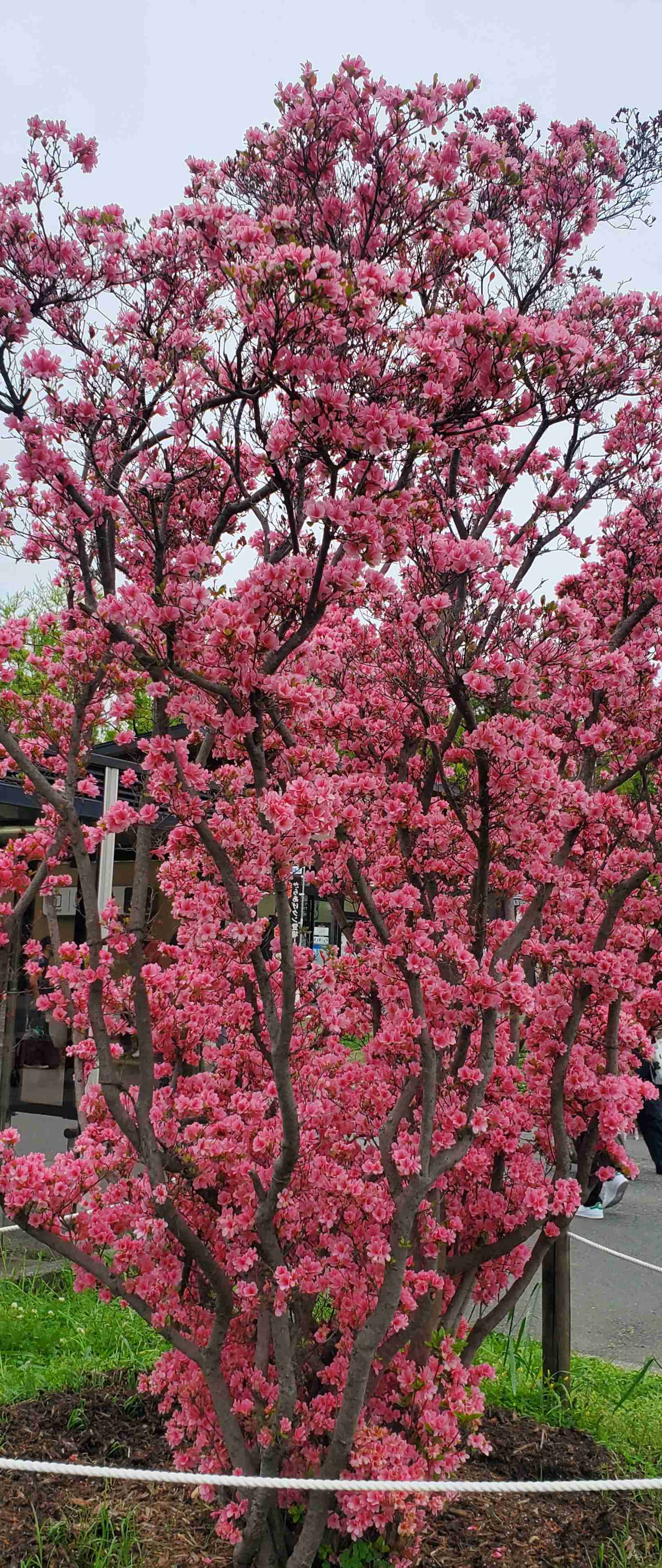 『今日こんな花が咲いてたよ』って報告するトピ🌼
