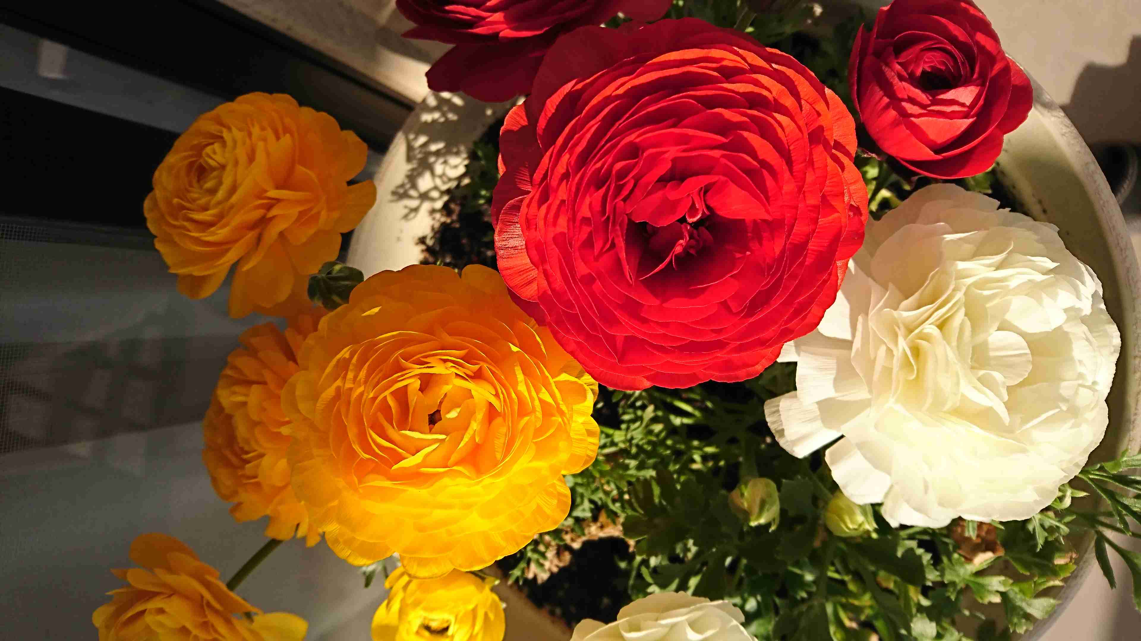 『今日こんな花が咲いてたよ』って報告するトピ🌼