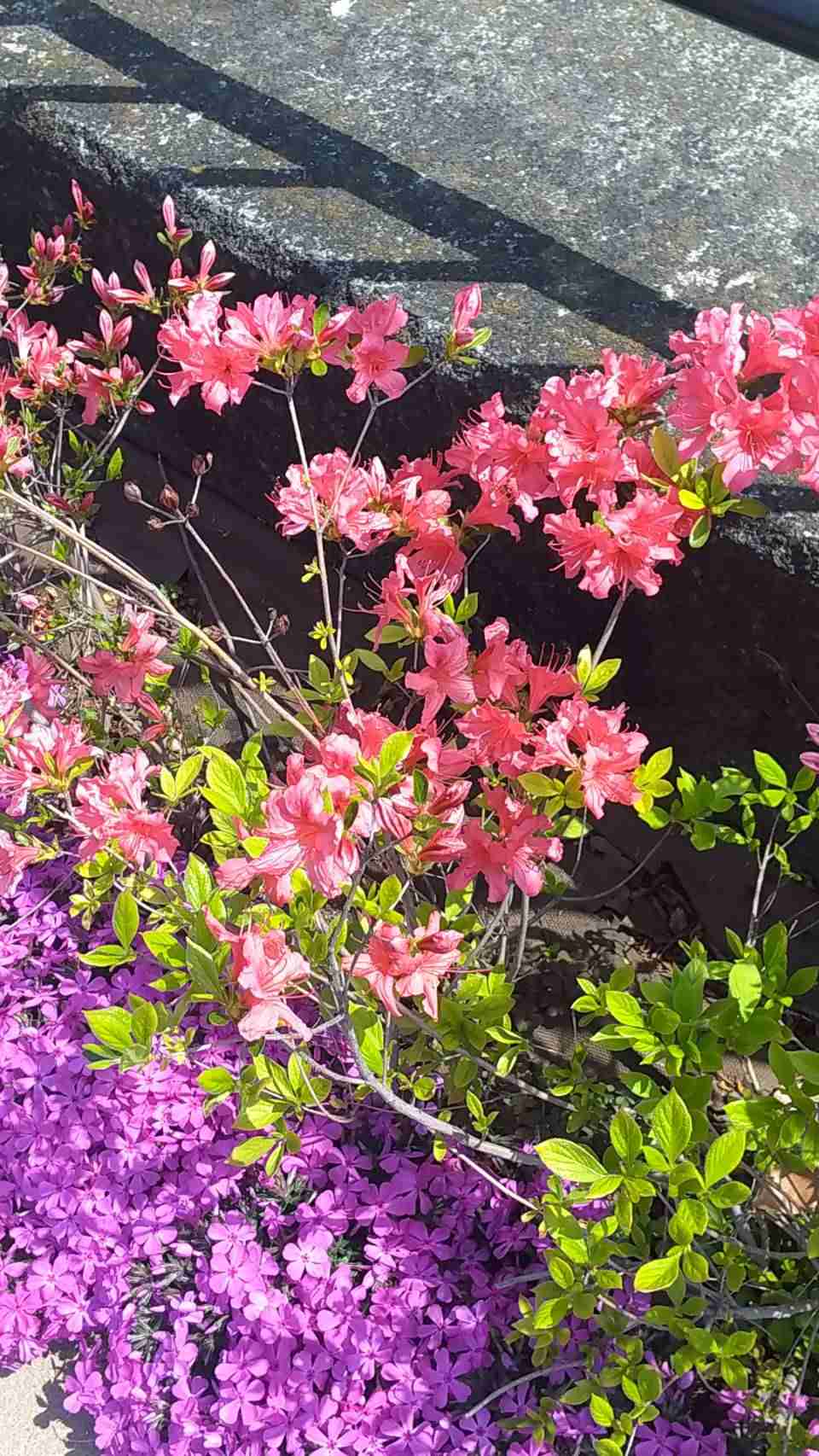 『今日こんな花が咲いてたよ』って報告するトピ🌼