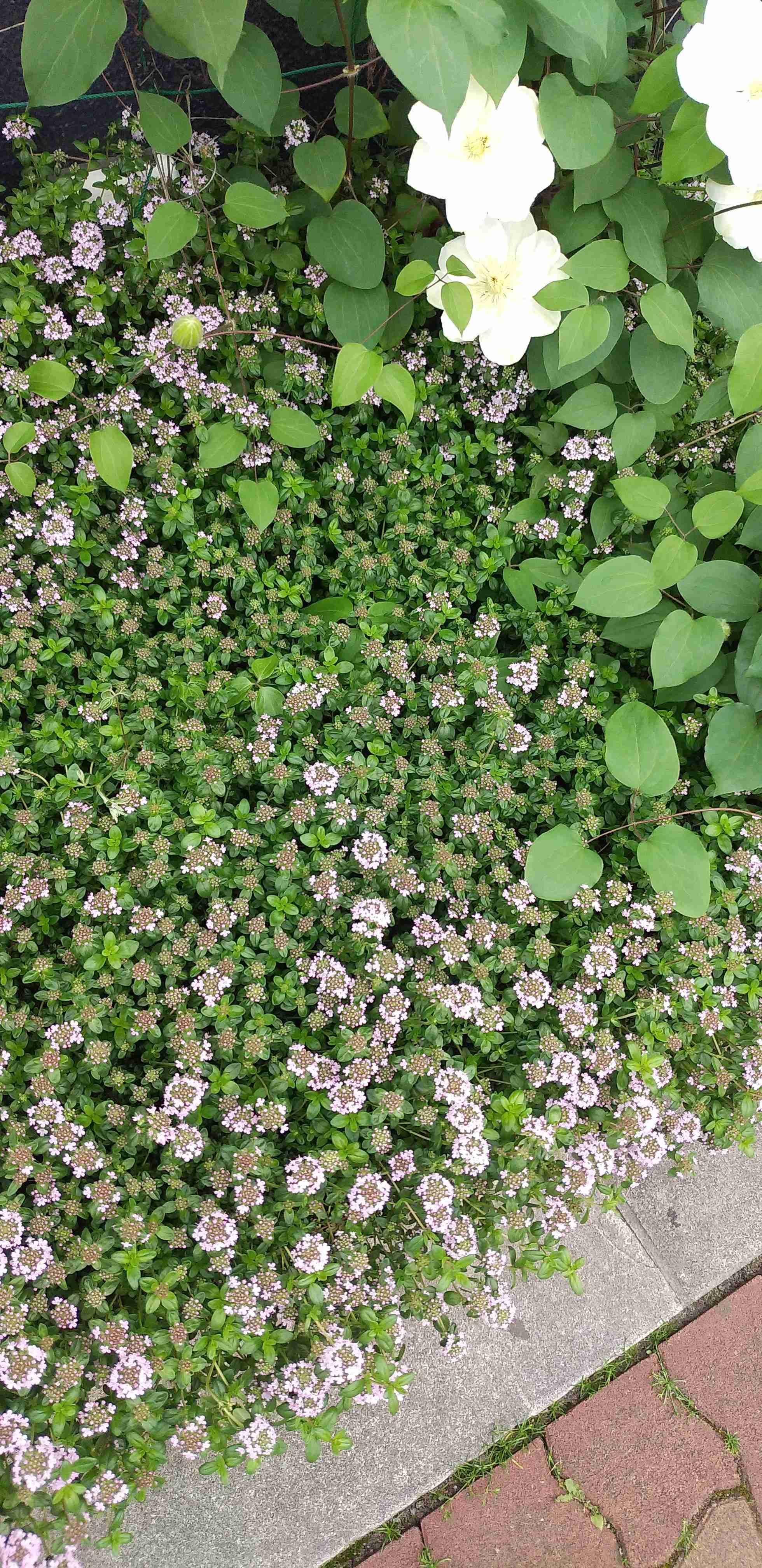 『今日こんな花が咲いてたよ』って報告するトピ🌼