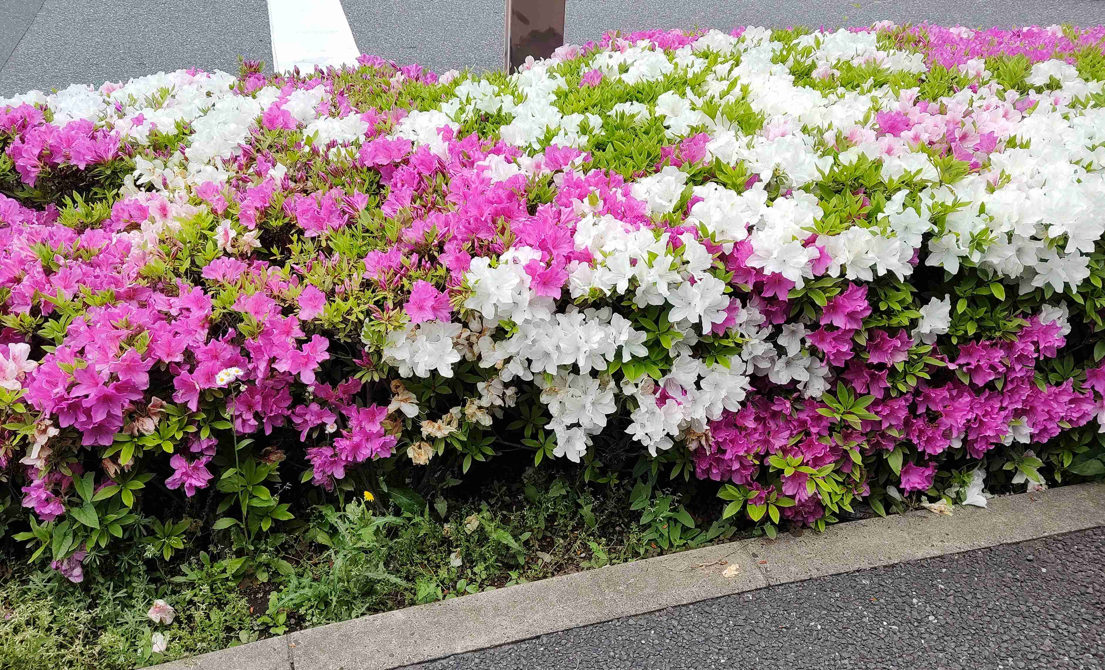 『今日こんな花が咲いてたよ』って報告するトピ🌼