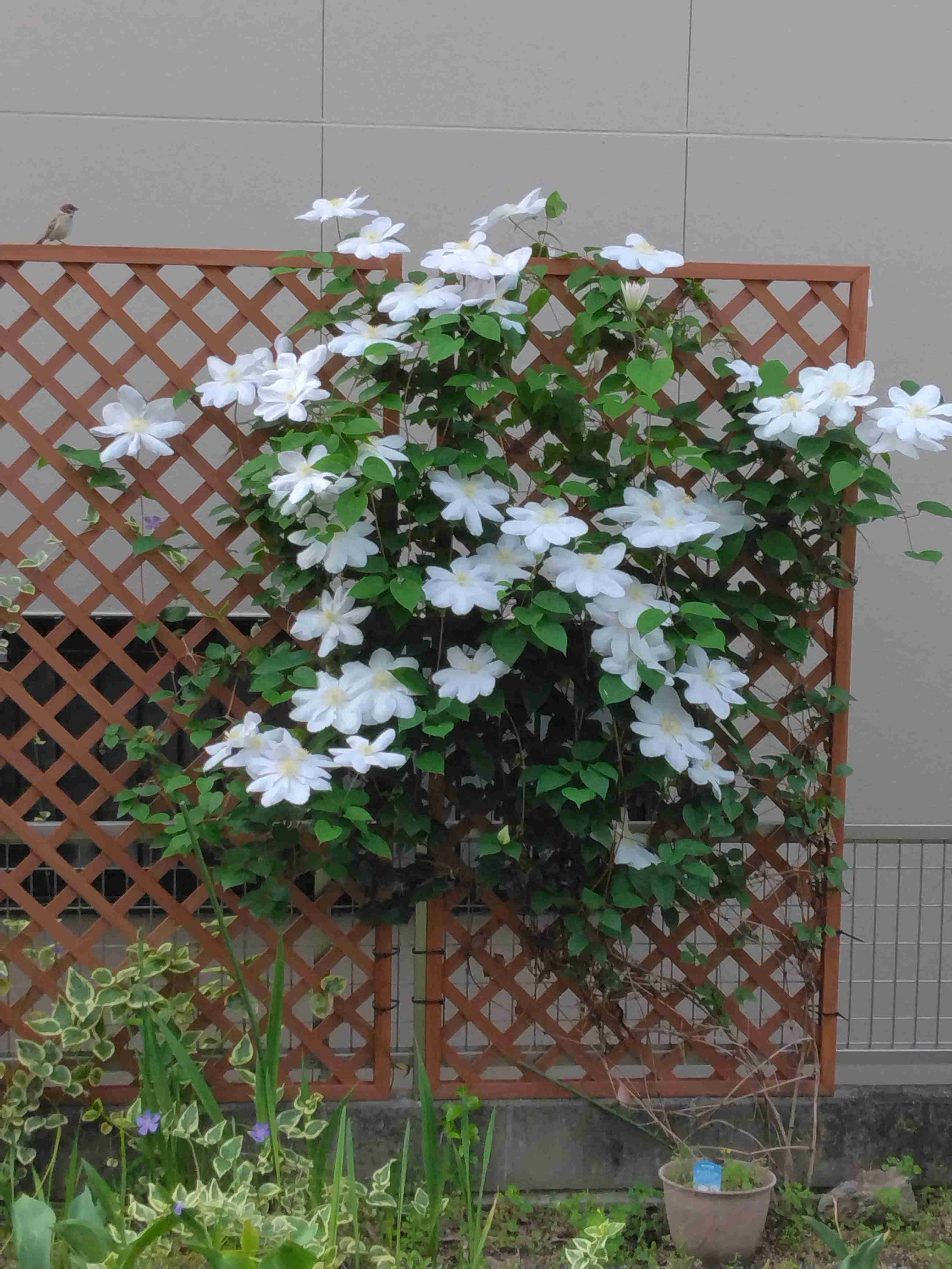 『今日こんな花が咲いてたよ』って報告するトピ🌼