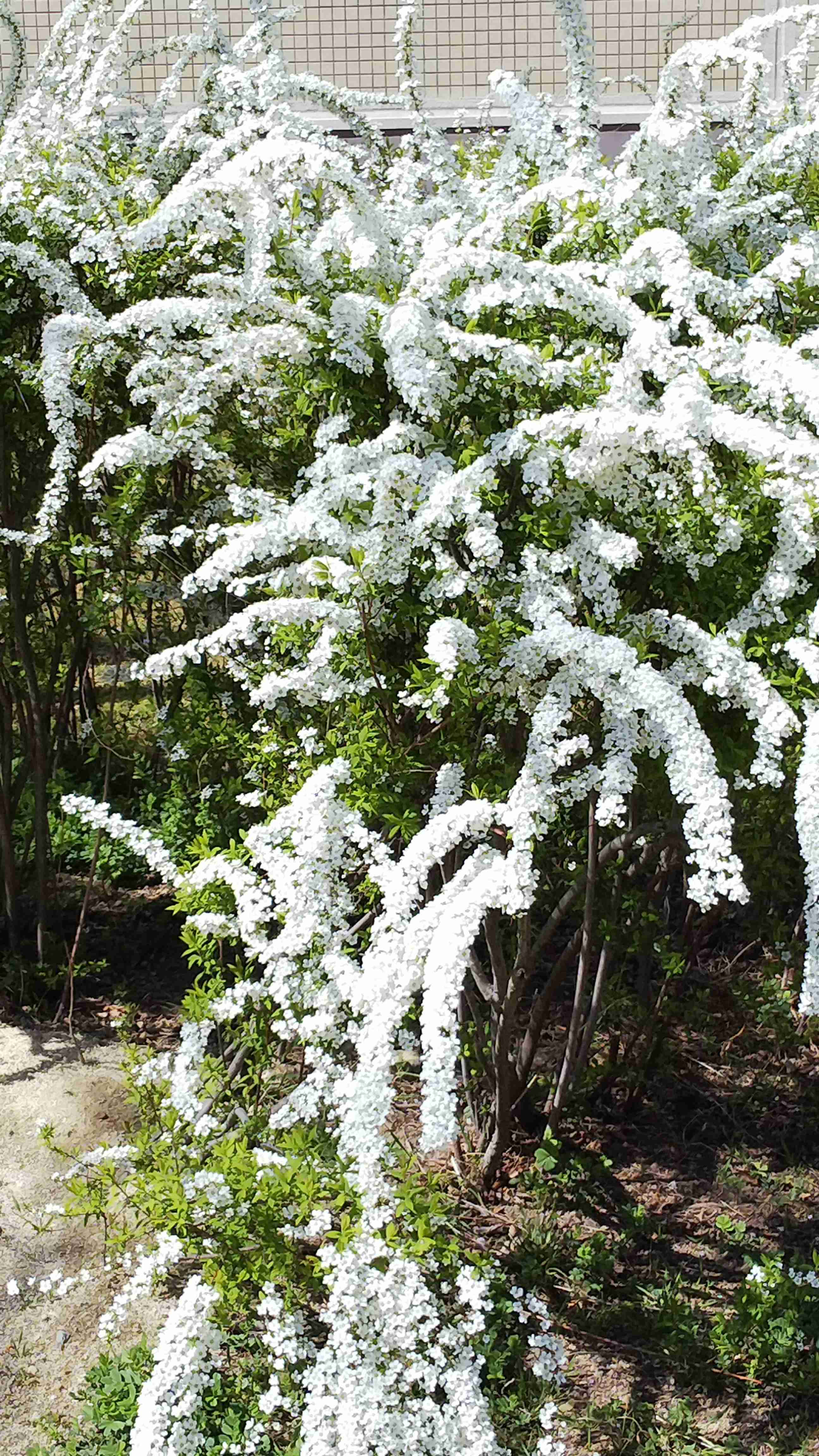 『今日こんな花が咲いてたよ』って報告するトピ🌼