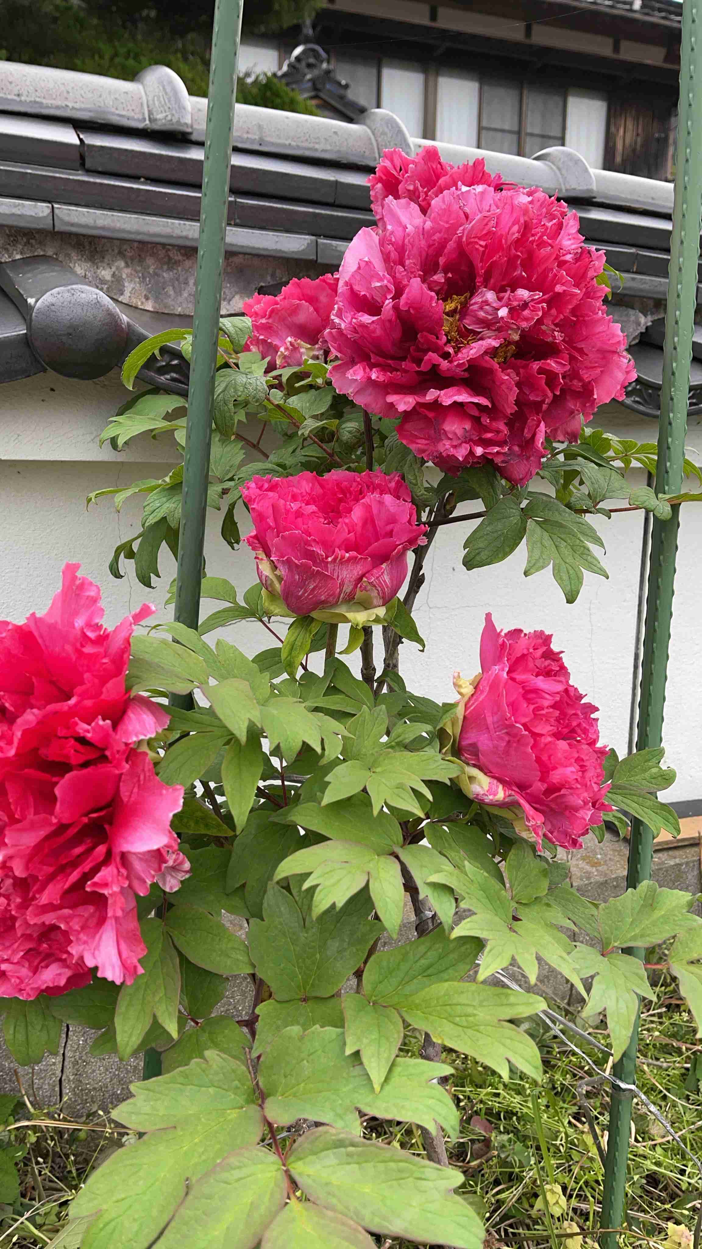 『今日こんな花が咲いてたよ』って報告するトピ🌼