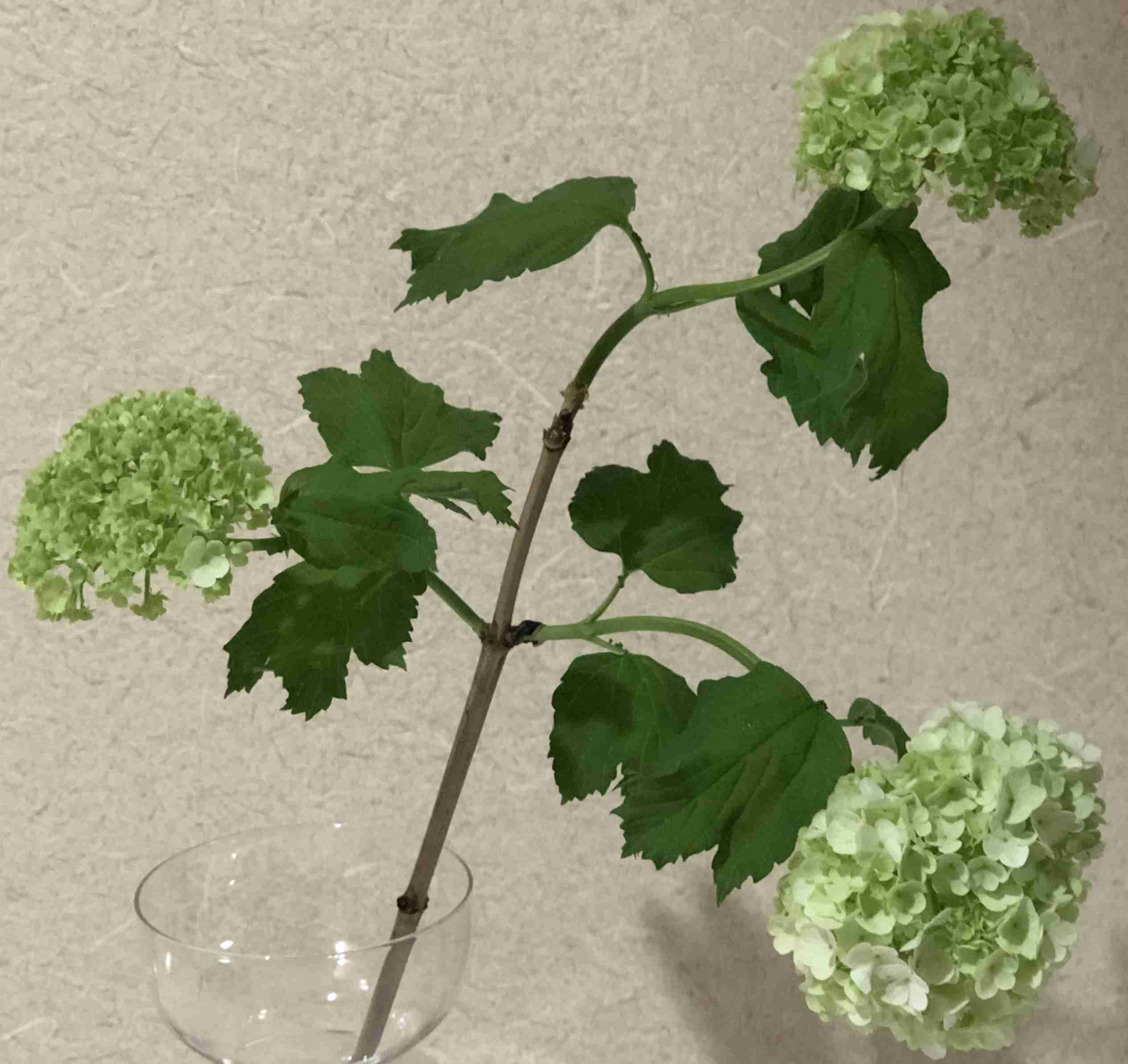 『今日こんな花が咲いてたよ』って報告するトピ🌼