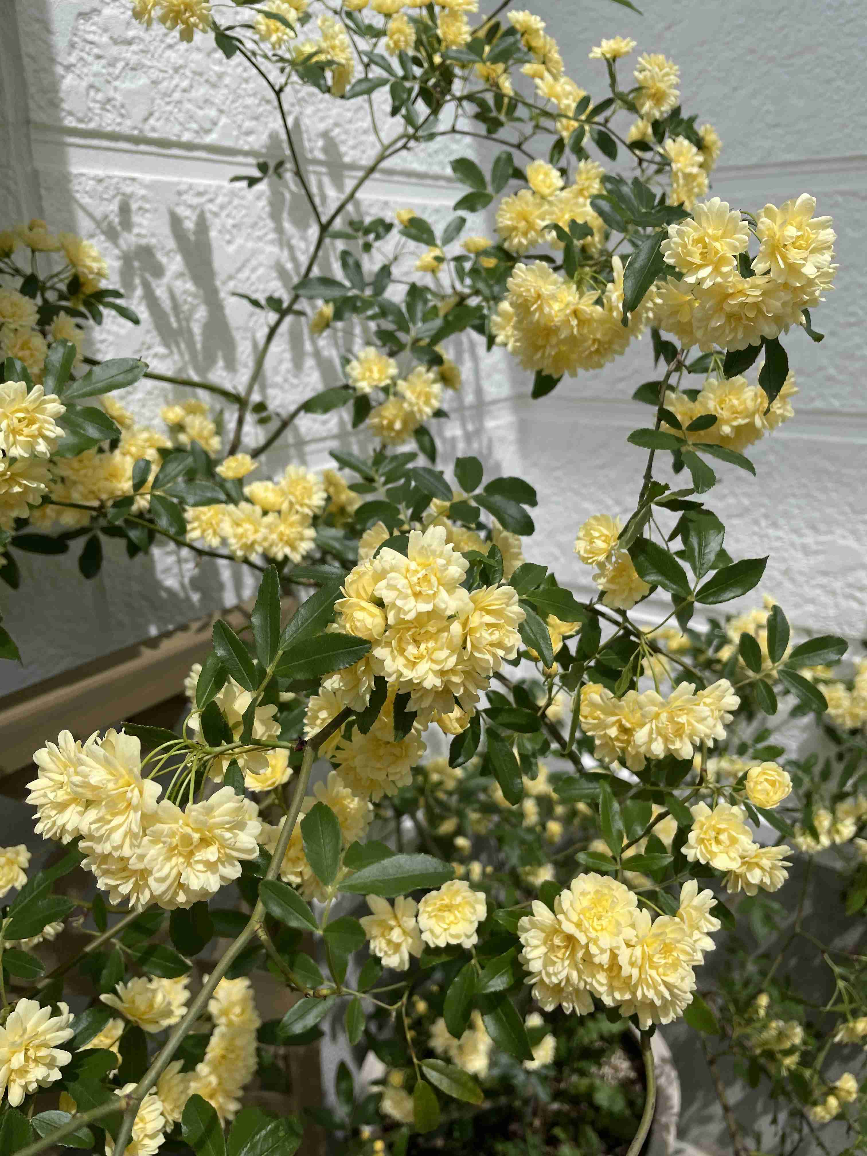 『今日こんな花が咲いてたよ』って報告するトピ🌼