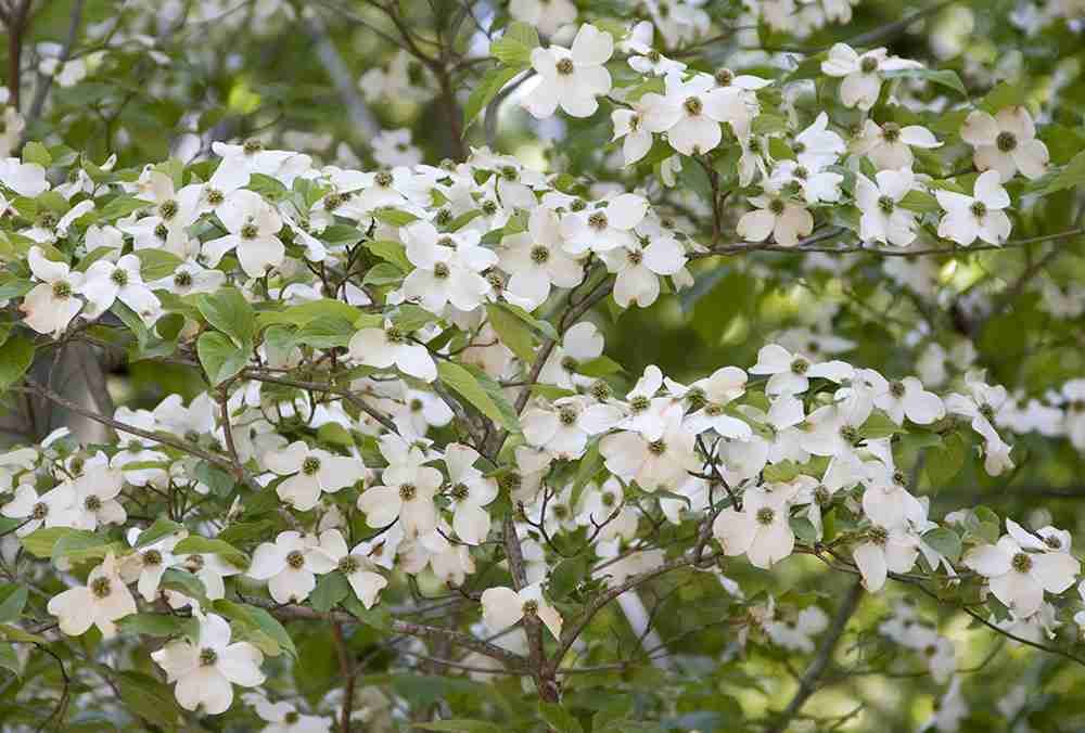 『今日こんな花が咲いてたよ』って報告するトピ🌼